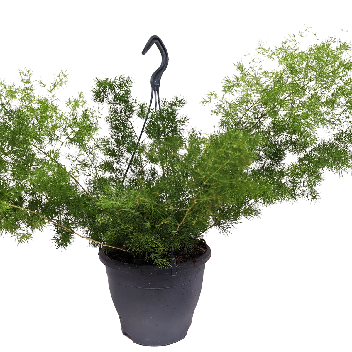 Plume Asparagus - Image 4