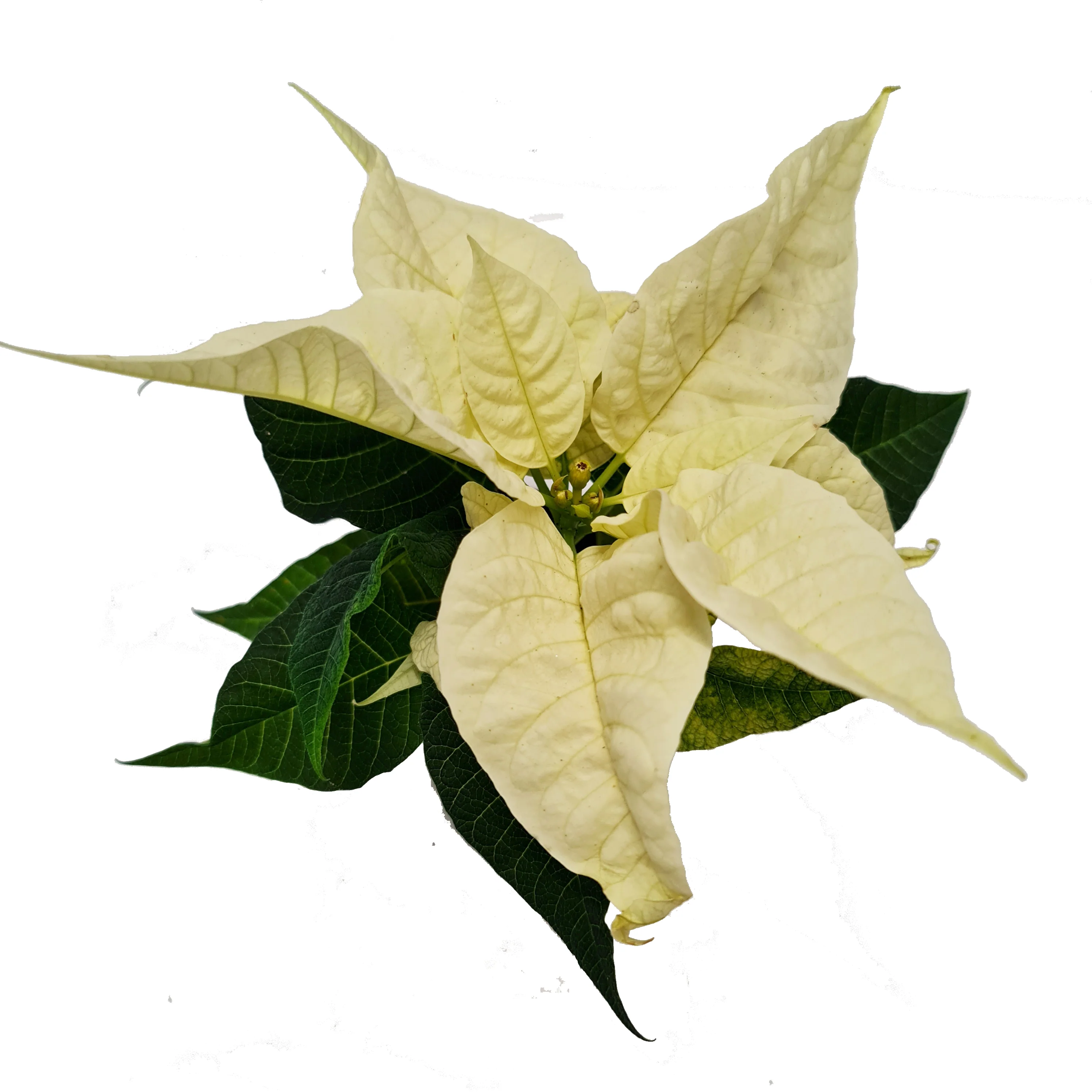Poinsettia | Princettia White - Image 3