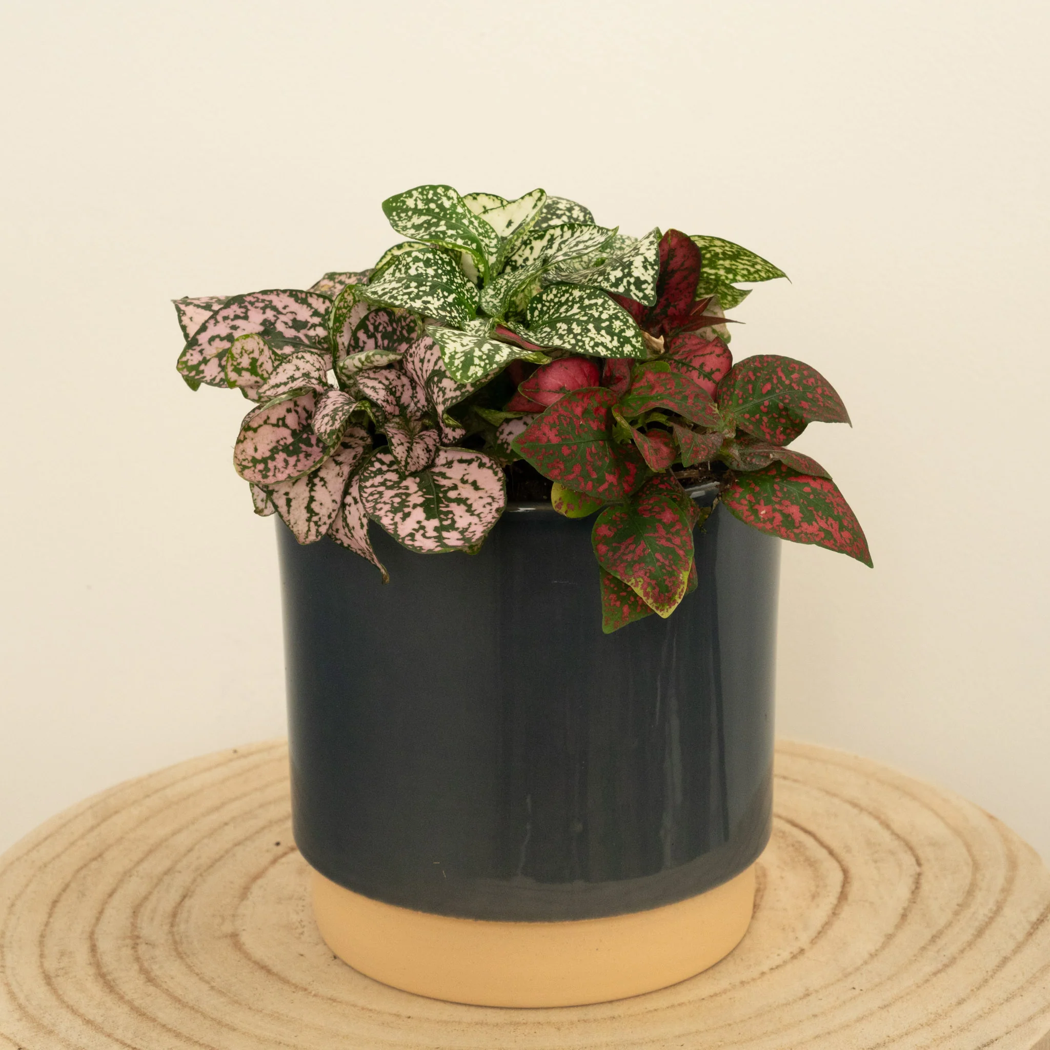 Polka Dot Plant | Rainbow - Image 2
