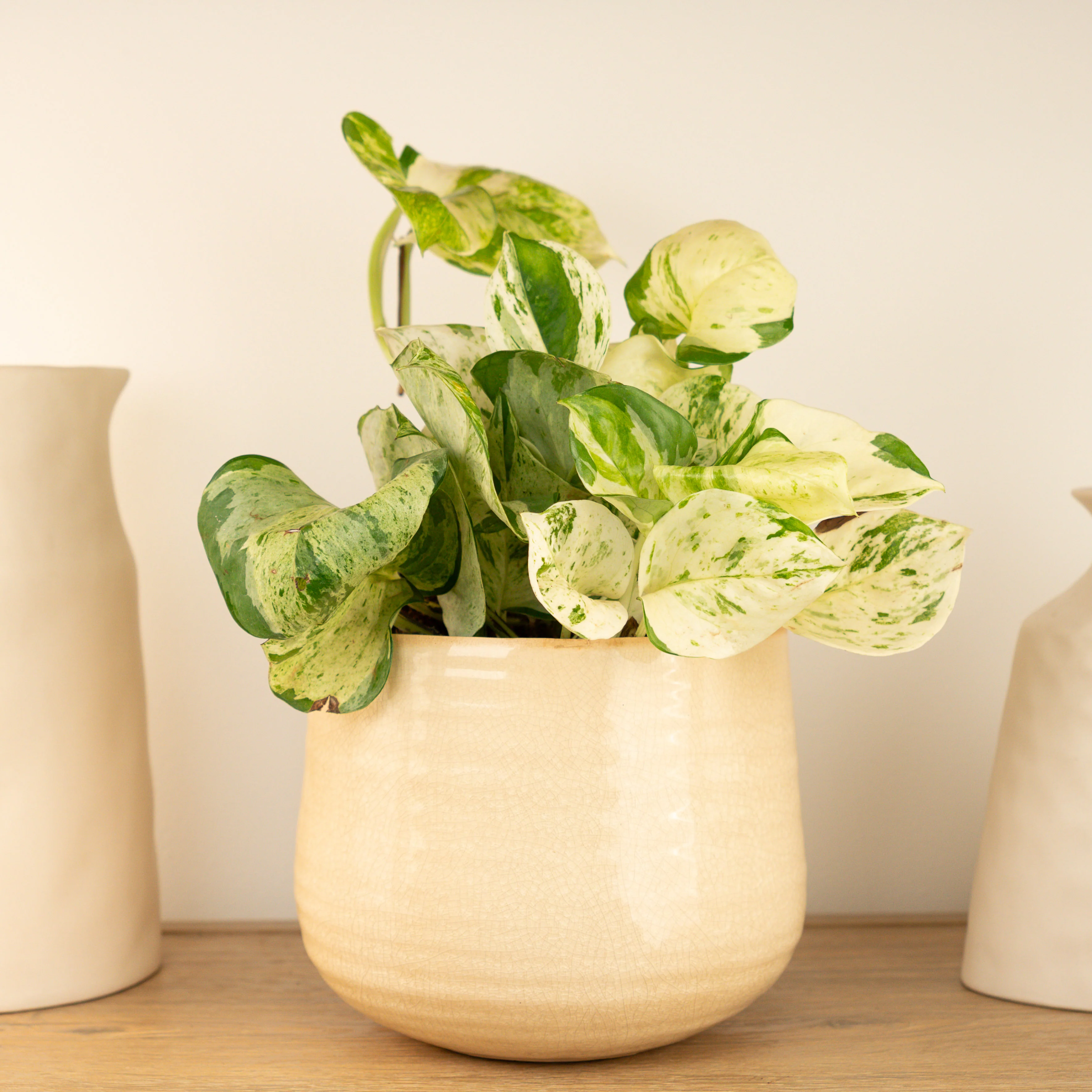 Pothos | Manjula