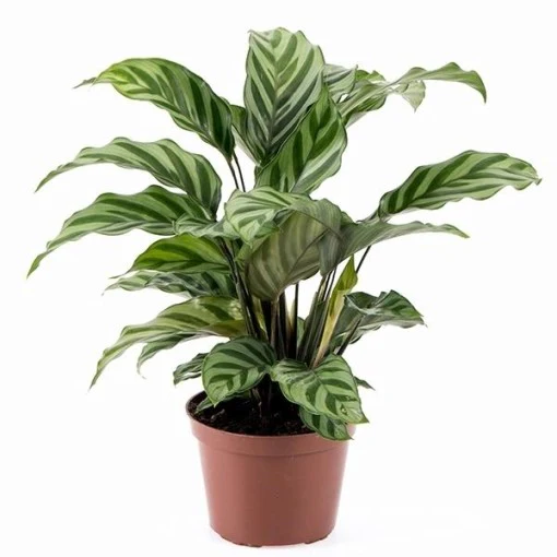 Prayer Plant | Freddie - Image 3