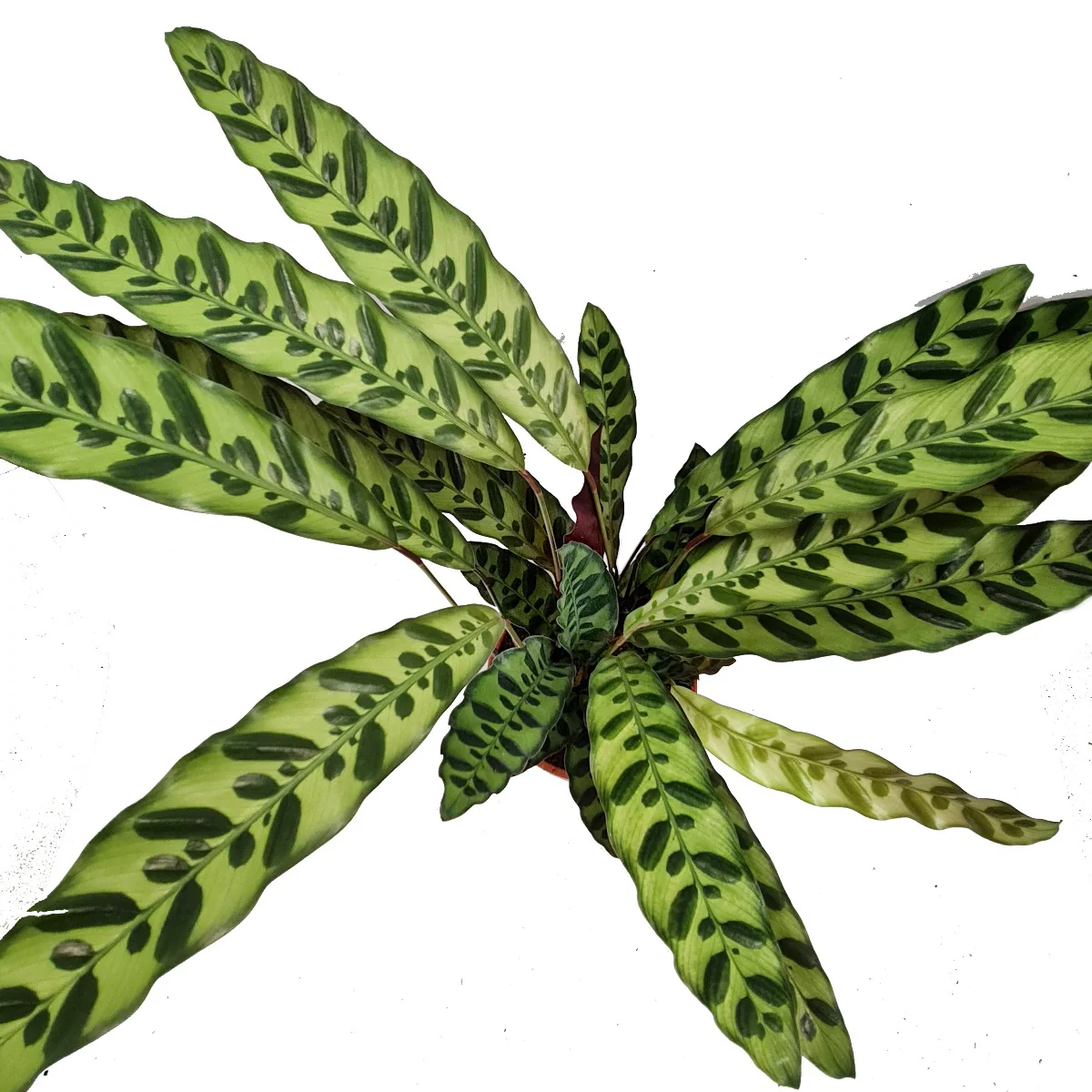 Rattlesnake Plant | Lancifolia - Image 3