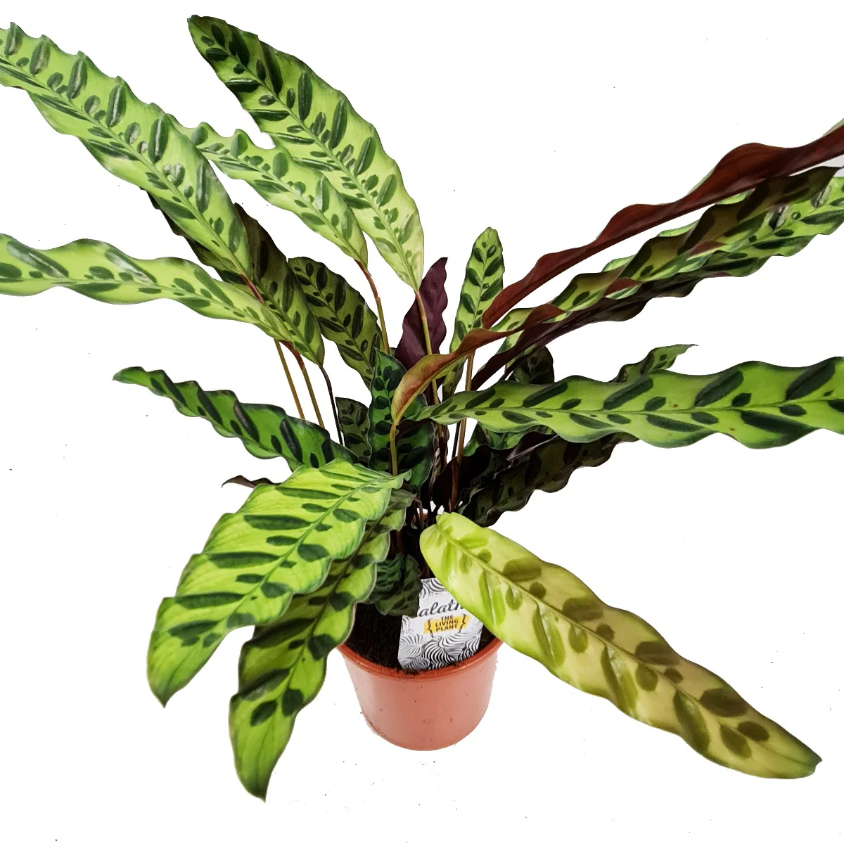 Rattlesnake Plant | Lancifolia - Image 4