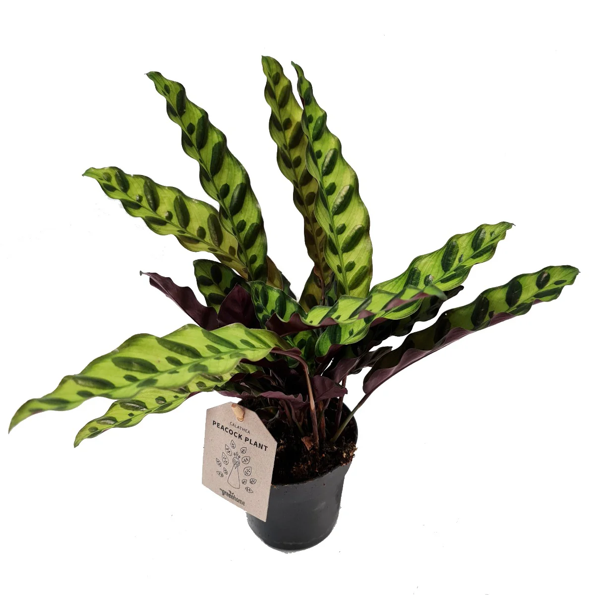 Rattlesnake Plant | Lancifolia - Image 5