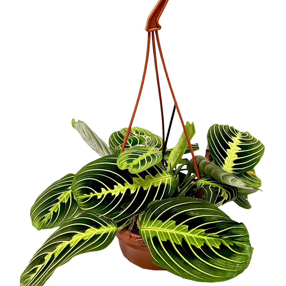 Prayer Plant | Lemon Lime | Rare Plant - Image 3