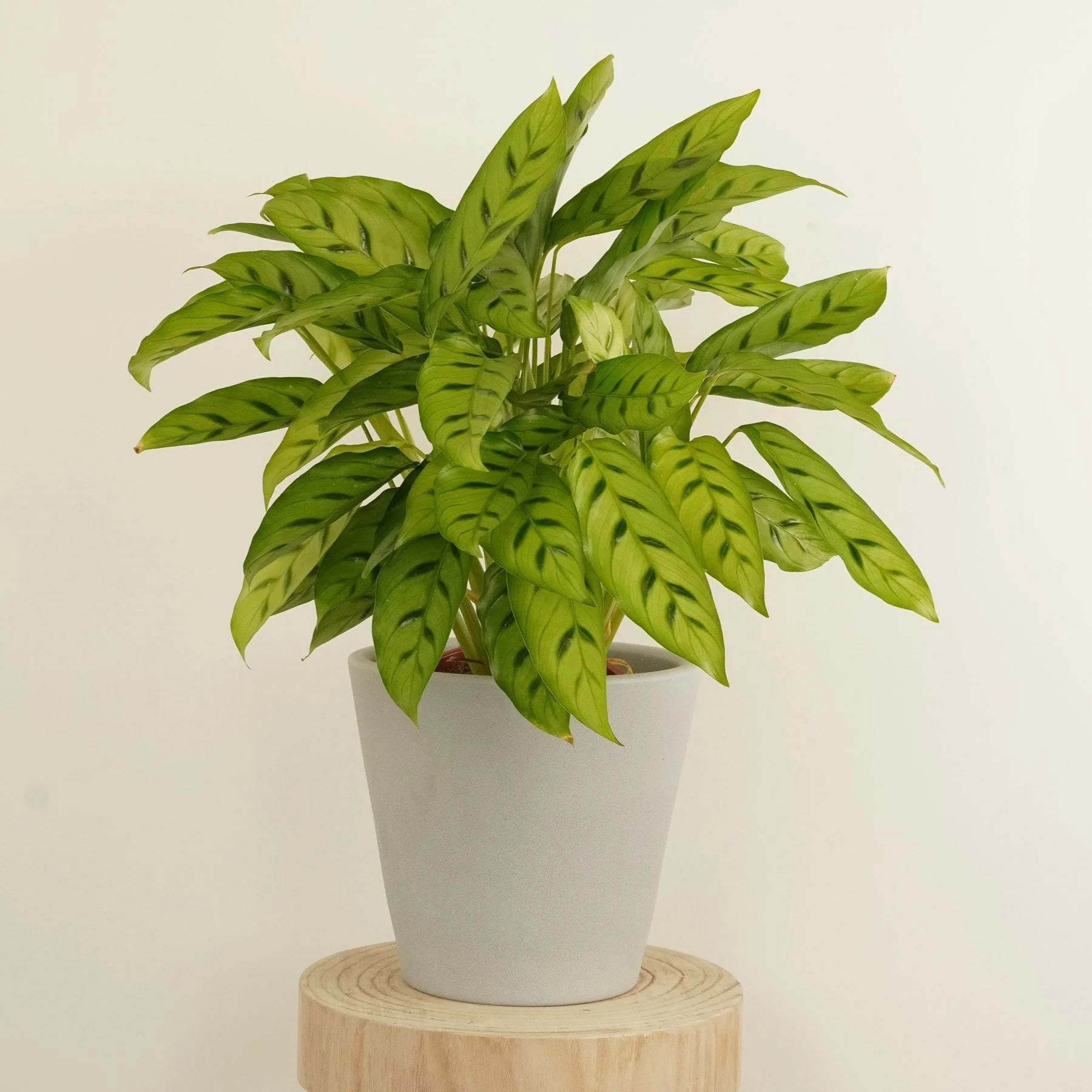 Prayer Plant | Leopardina - Image 2