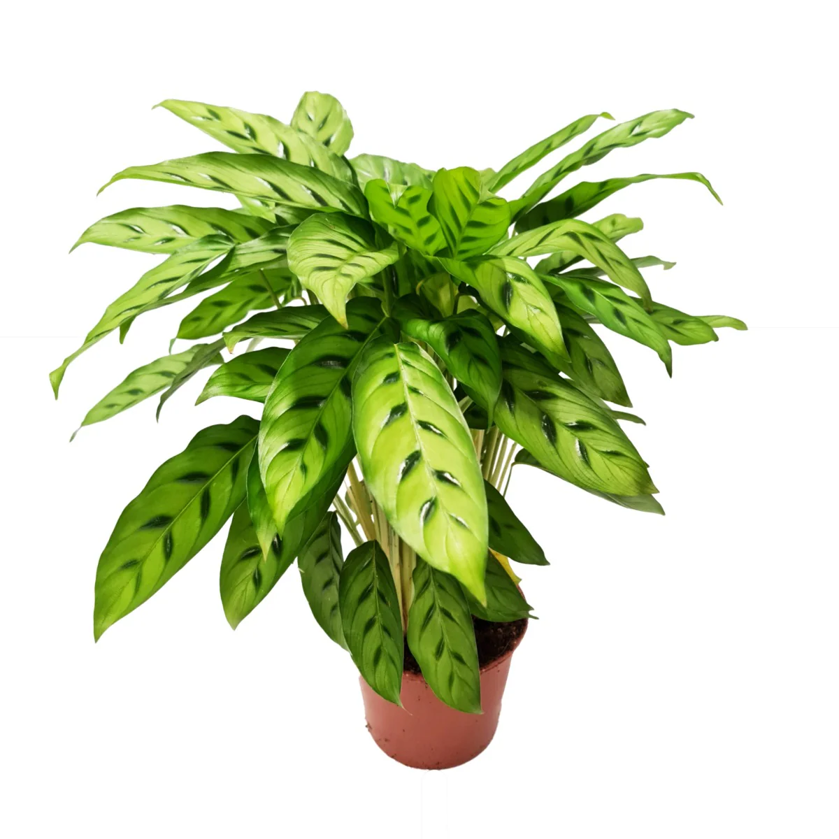Prayer Plant | Leopardina - Image 3