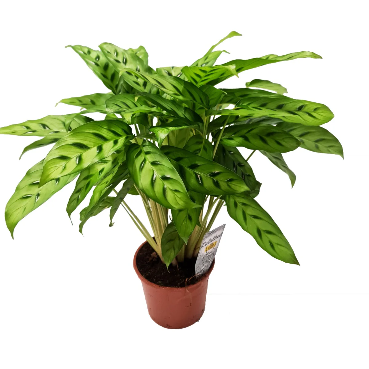 Prayer Plant | Leopardina - Image 4