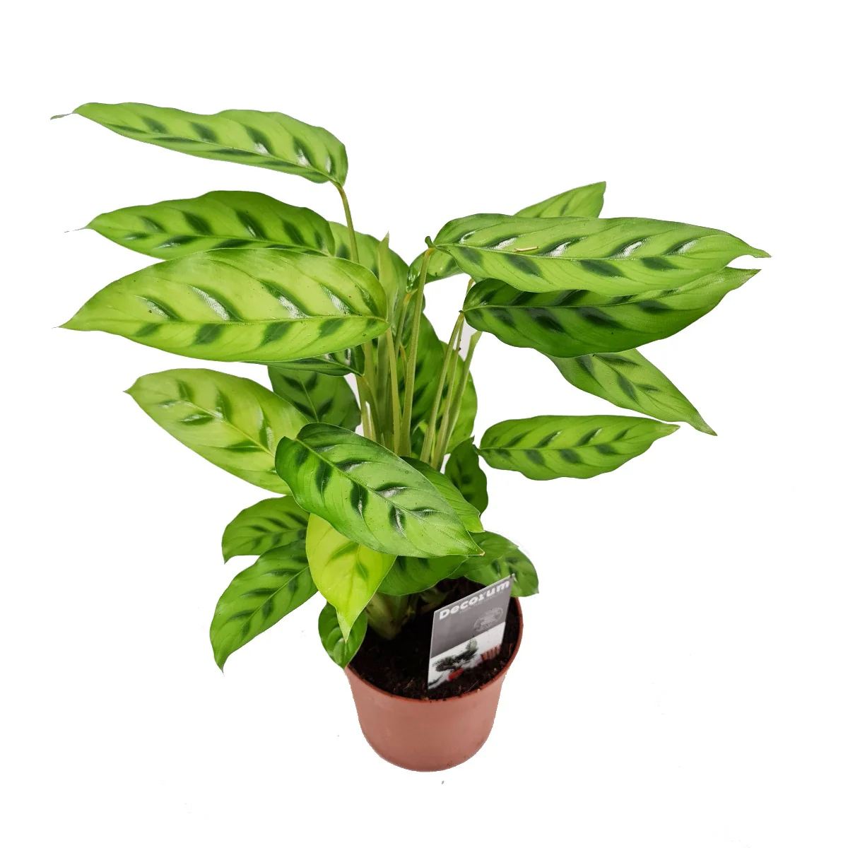 Prayer Plant | Leopardina - Image 5