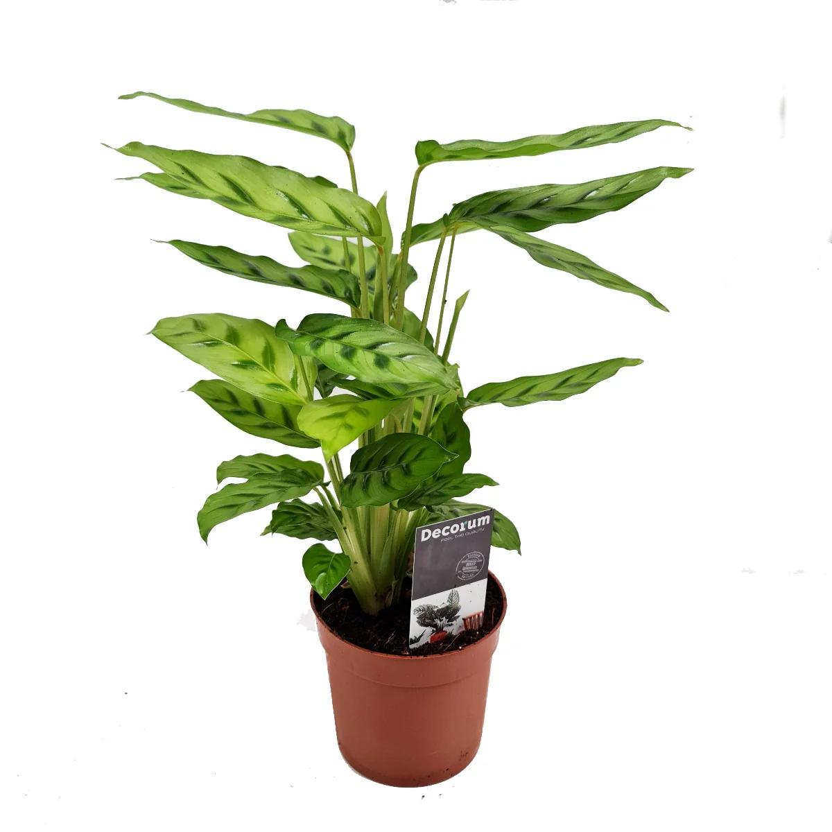 Prayer Plant | Leopardina - Image 6