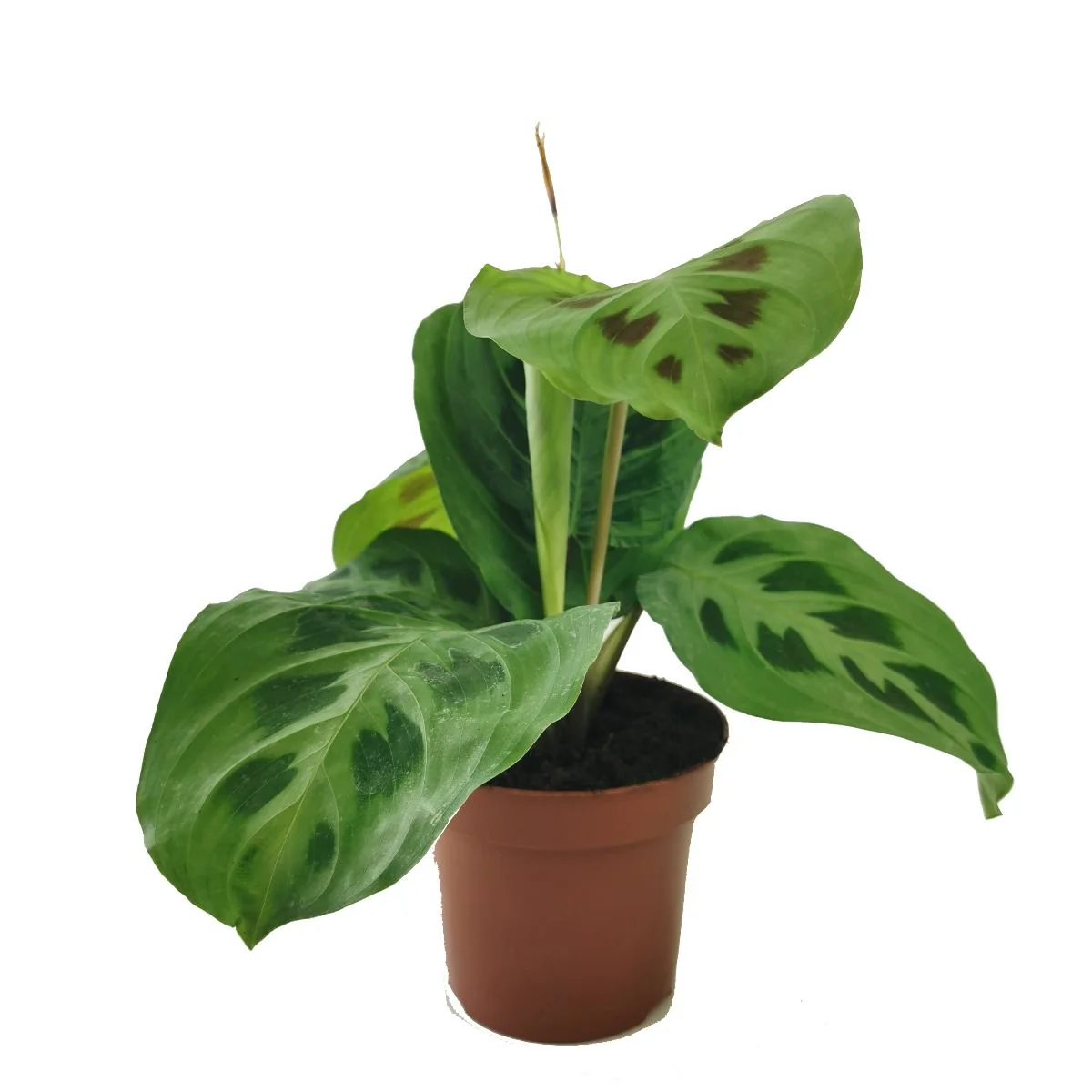 Prayer Plant | Rabbit's Foot - Image 4