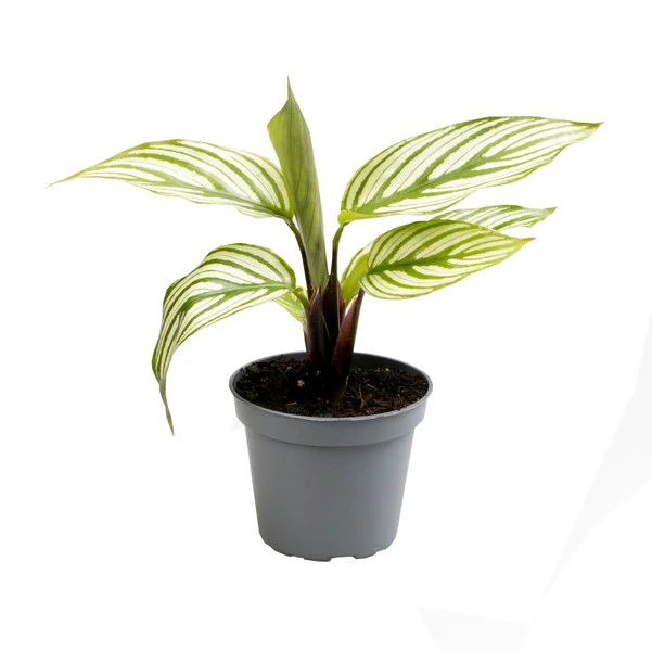 Prayer Plant | White Beauty - Image 2