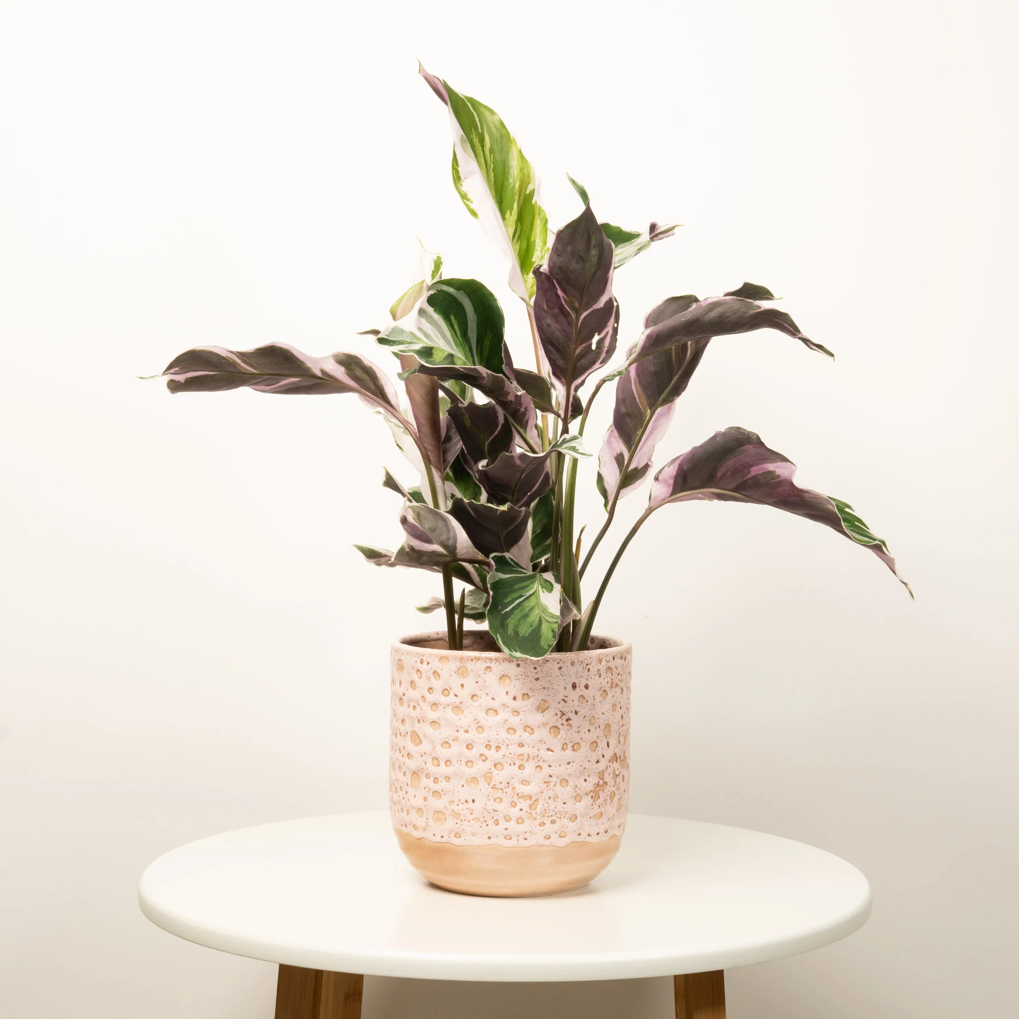 Prayer Plant | White Fusion | Rare Plant - Image 3