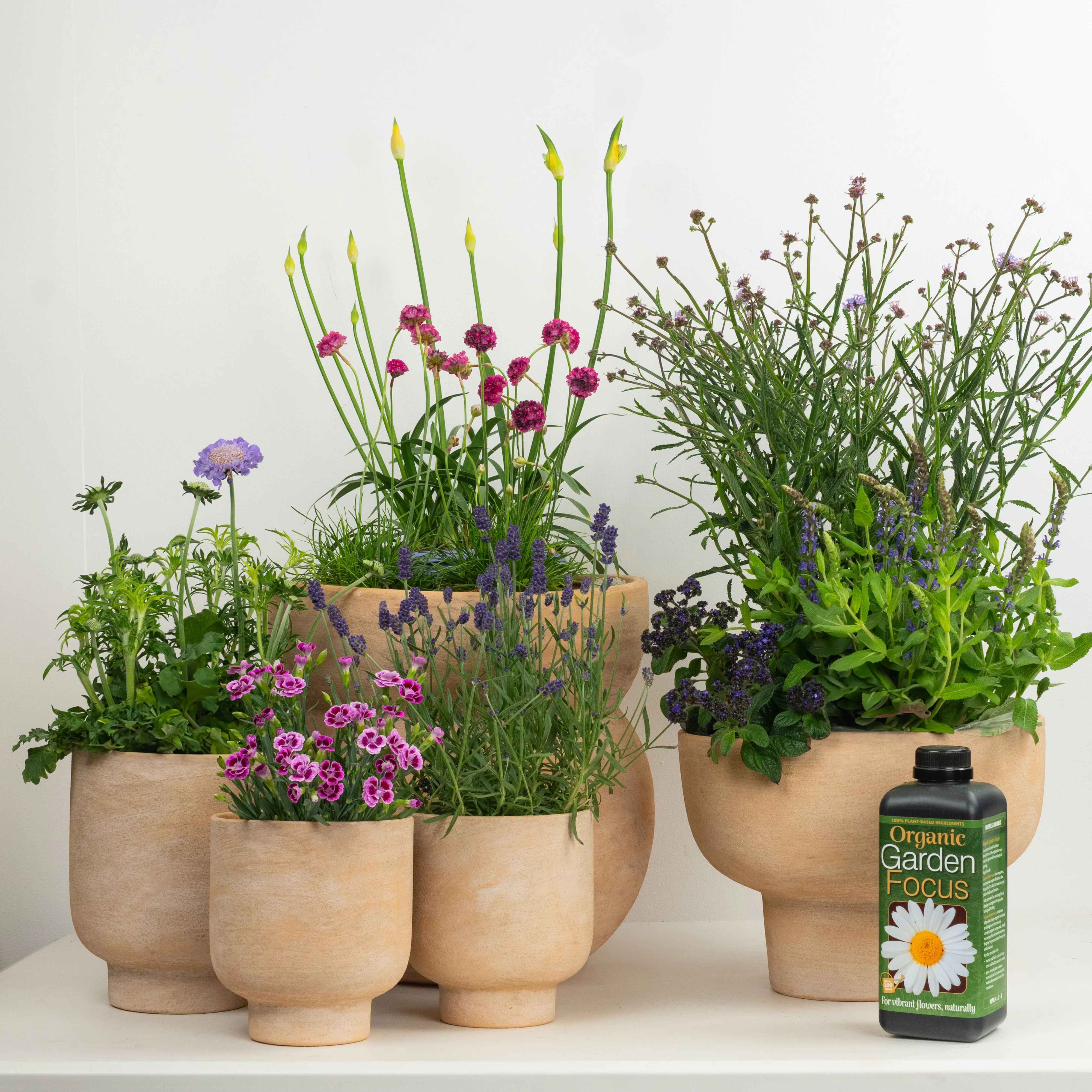 Purple Passion With Plant Food | Garden Bundle - Image 2