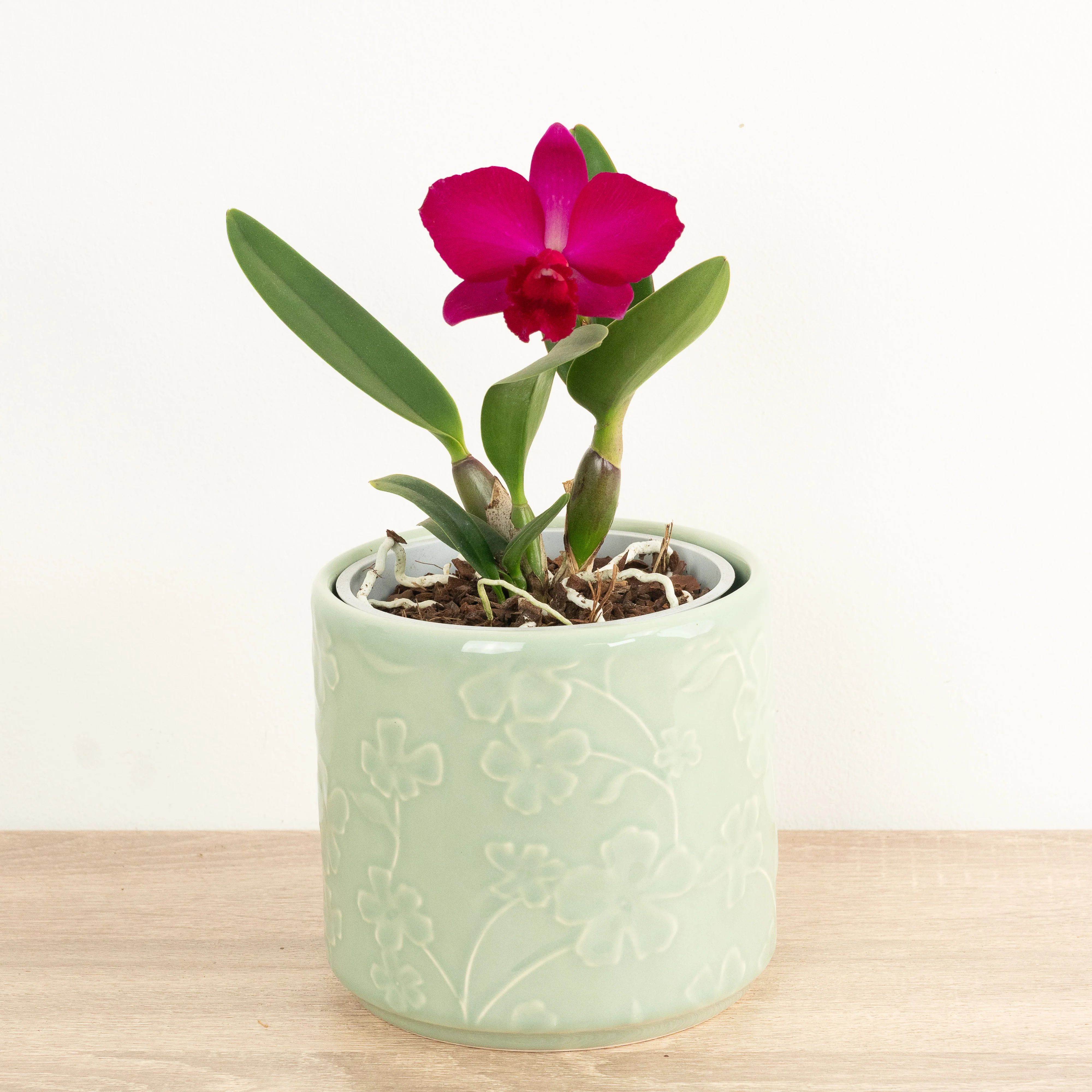 Queen Of Orchids | Raspberry | Hard To Find - Image 3