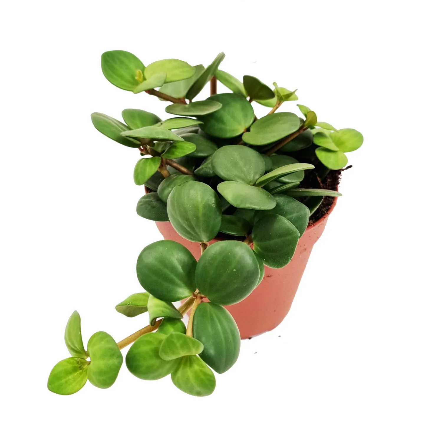 Radiator Plant | Hope - Image 2