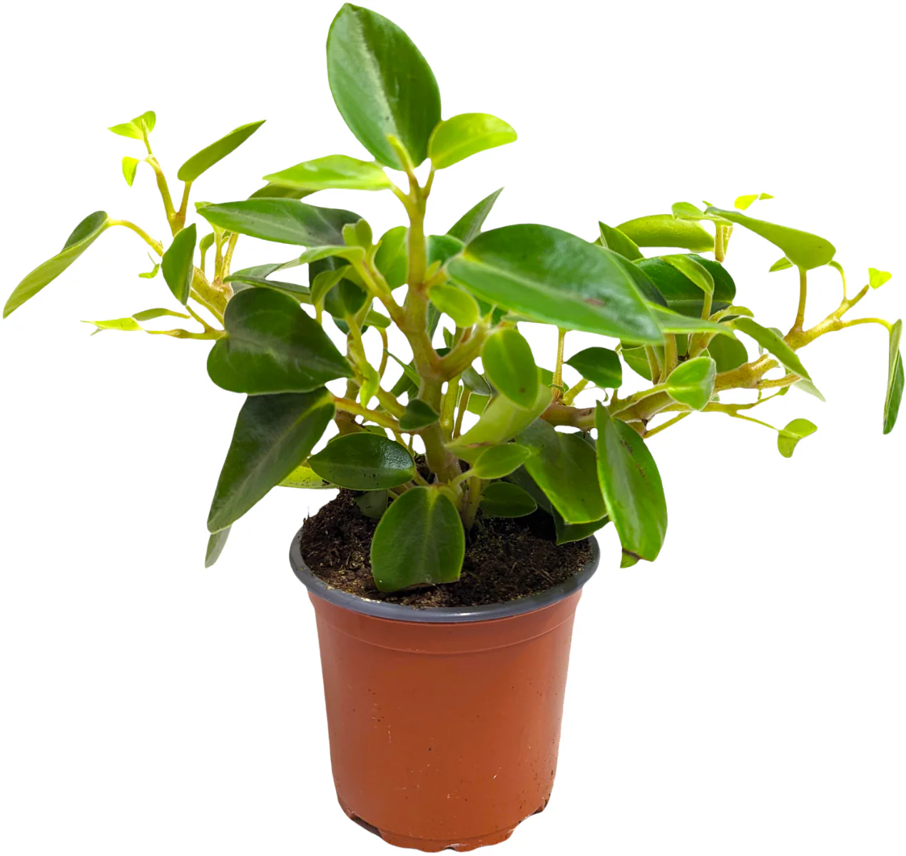 Radiator Plant | Pixie - Image 2