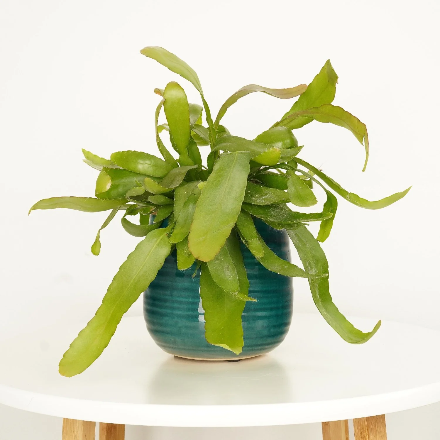 Mistletoe Cactus | Red Coral - Image 4