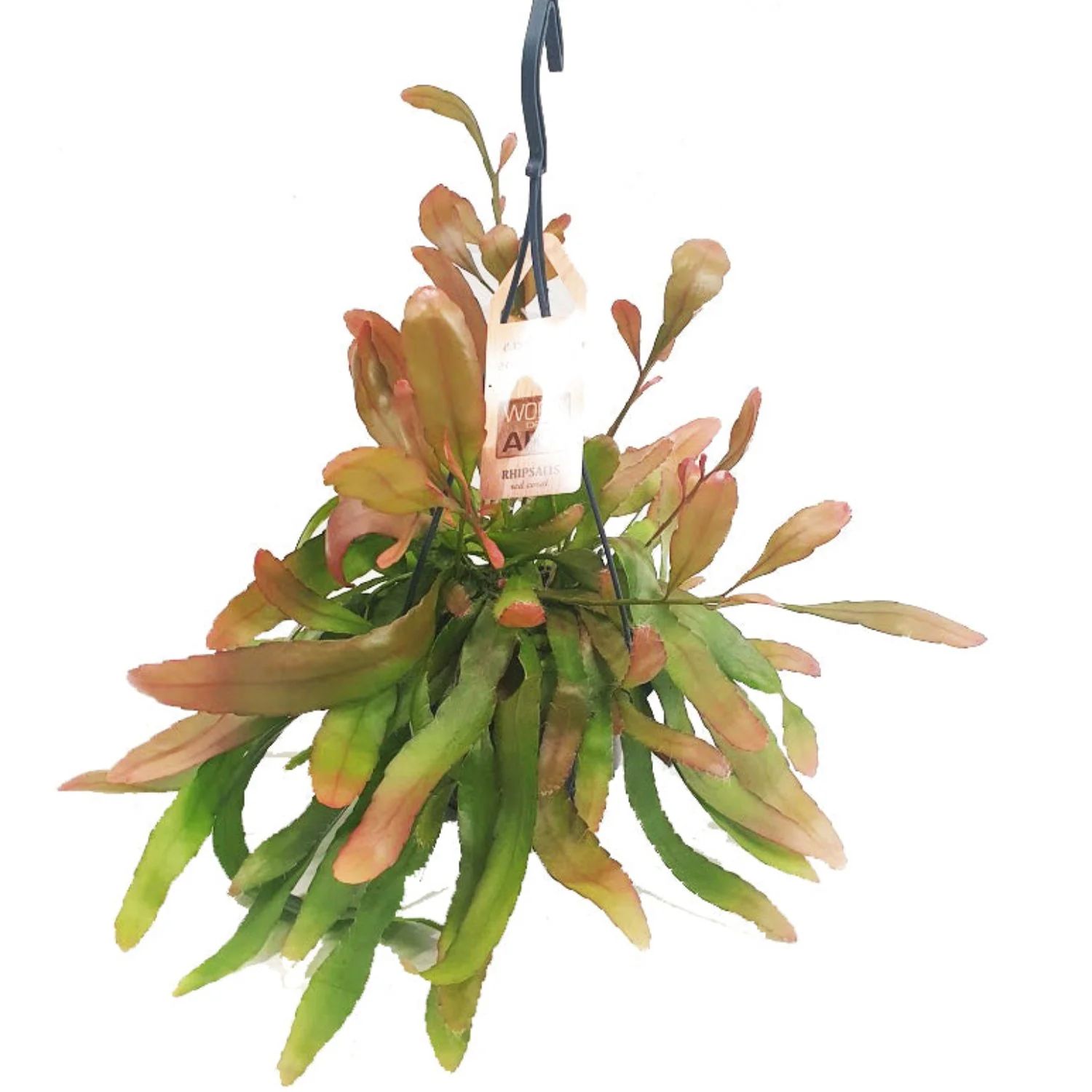 Mistletoe Cactus | Red Coral - Image 5