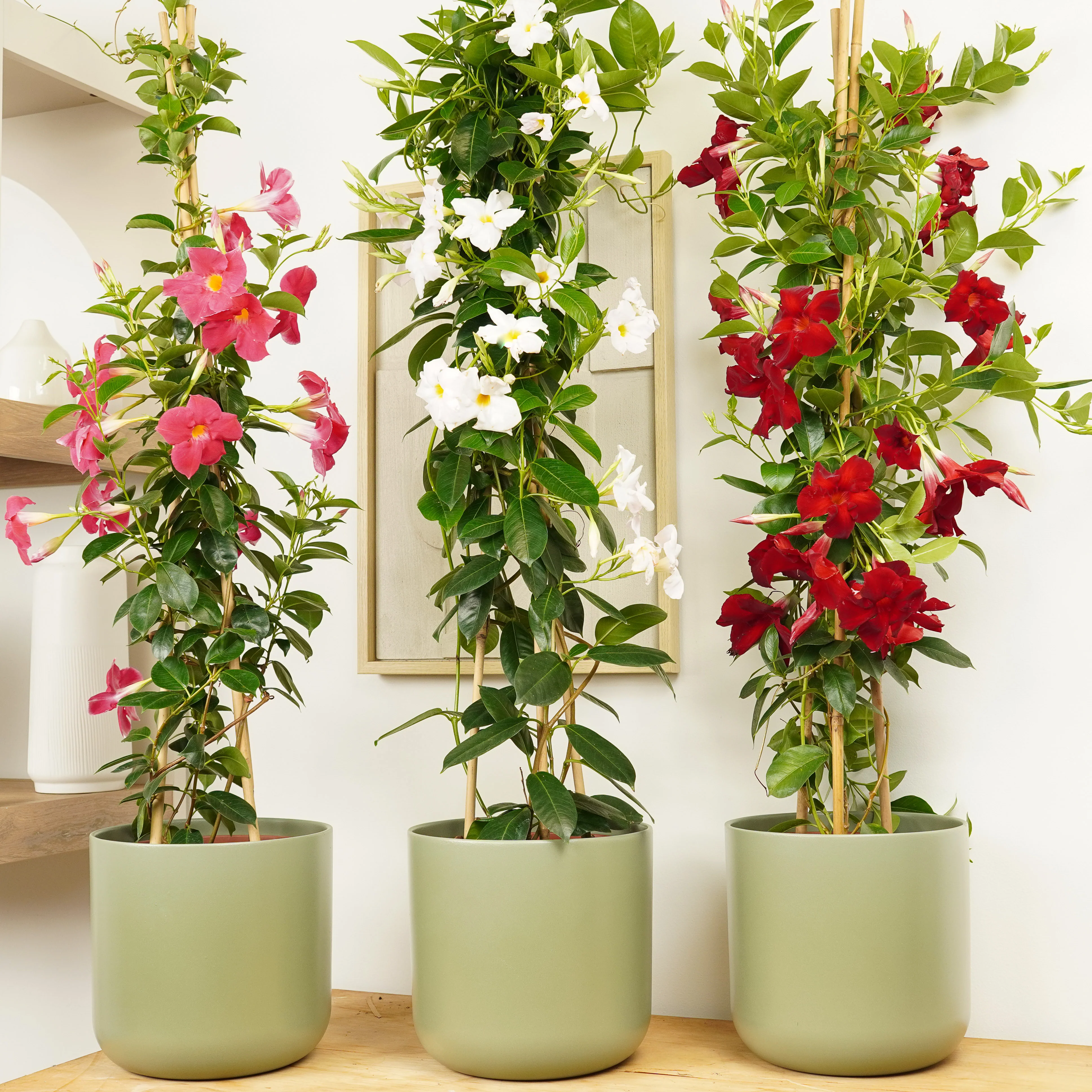 Rocktrumpet Vine | Hot Pink - Image 2
