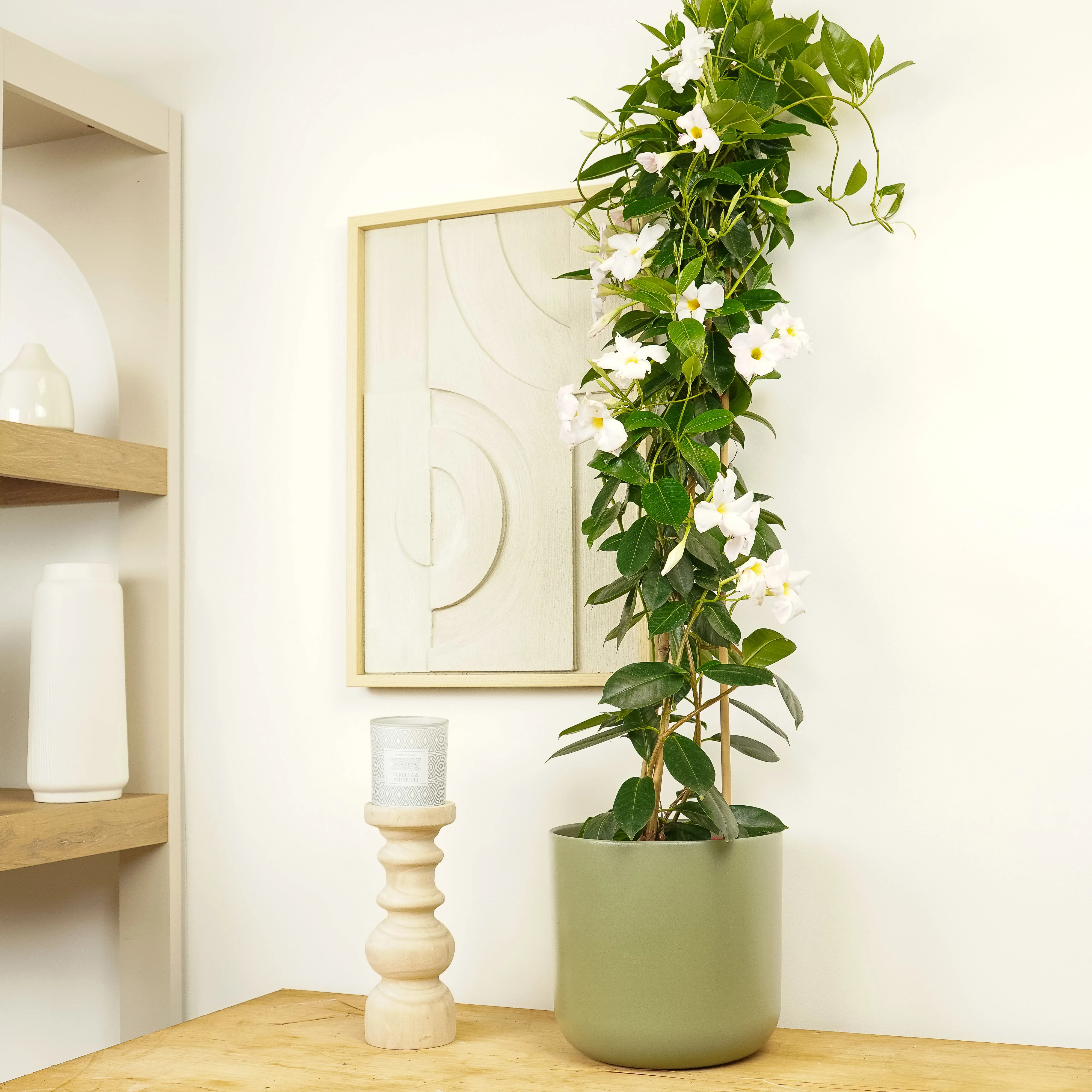 Rocktrumpet Vine | White