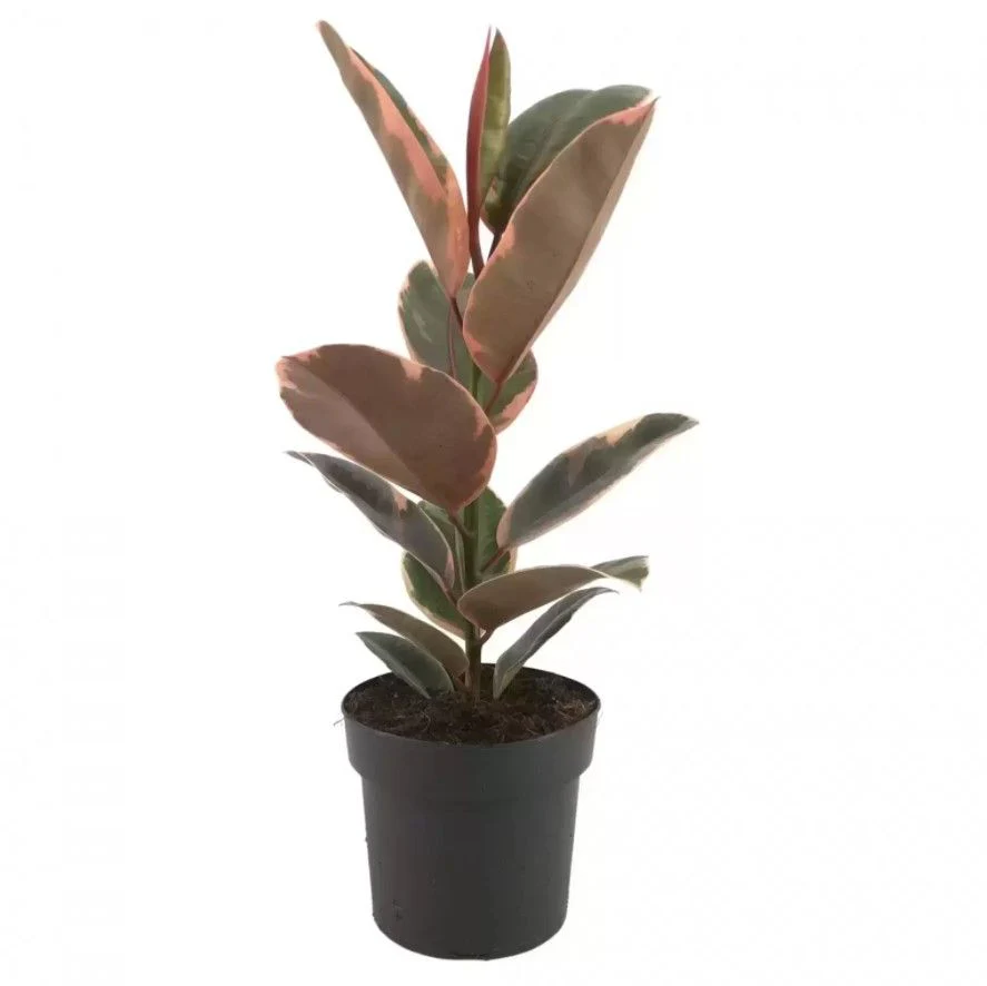 Rubber Plant | Belize - Image 3