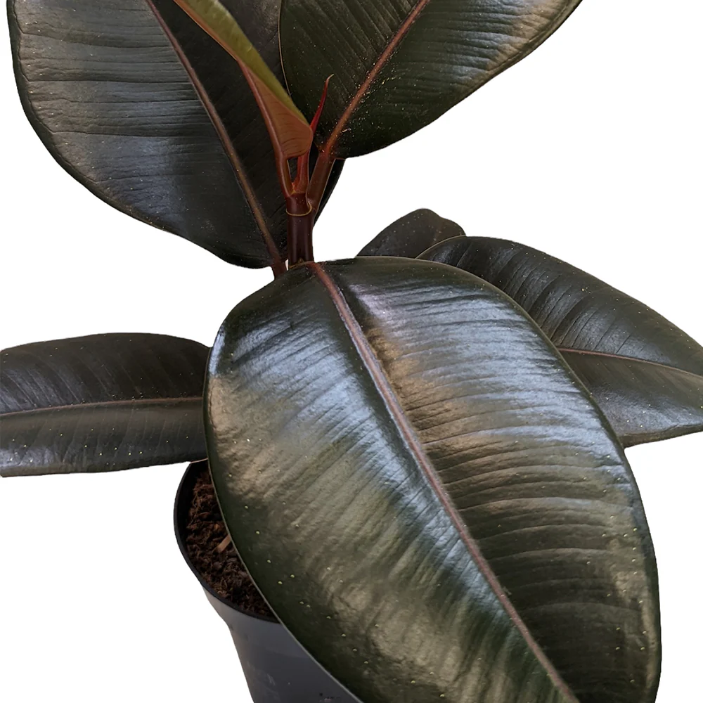 Rubber Tree | Abidjan - Image 4