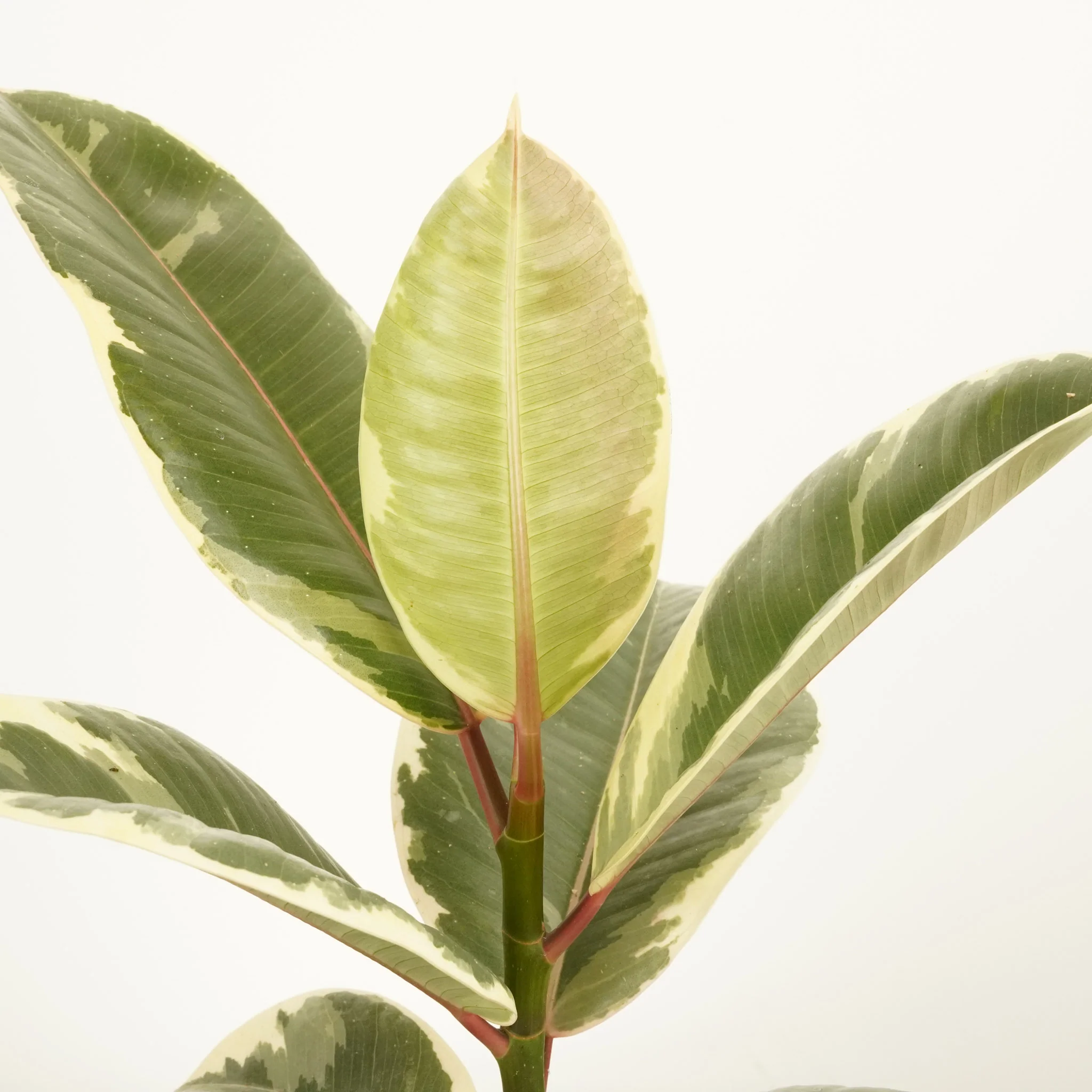Rubber Tree | Tineke - Image 3