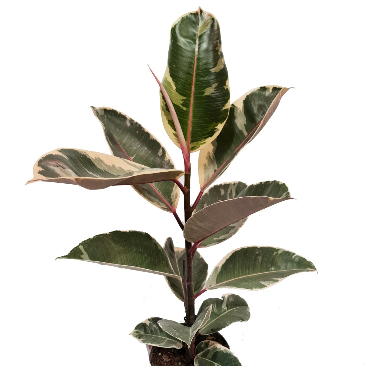 Rubber Tree | Tineke - Image 4