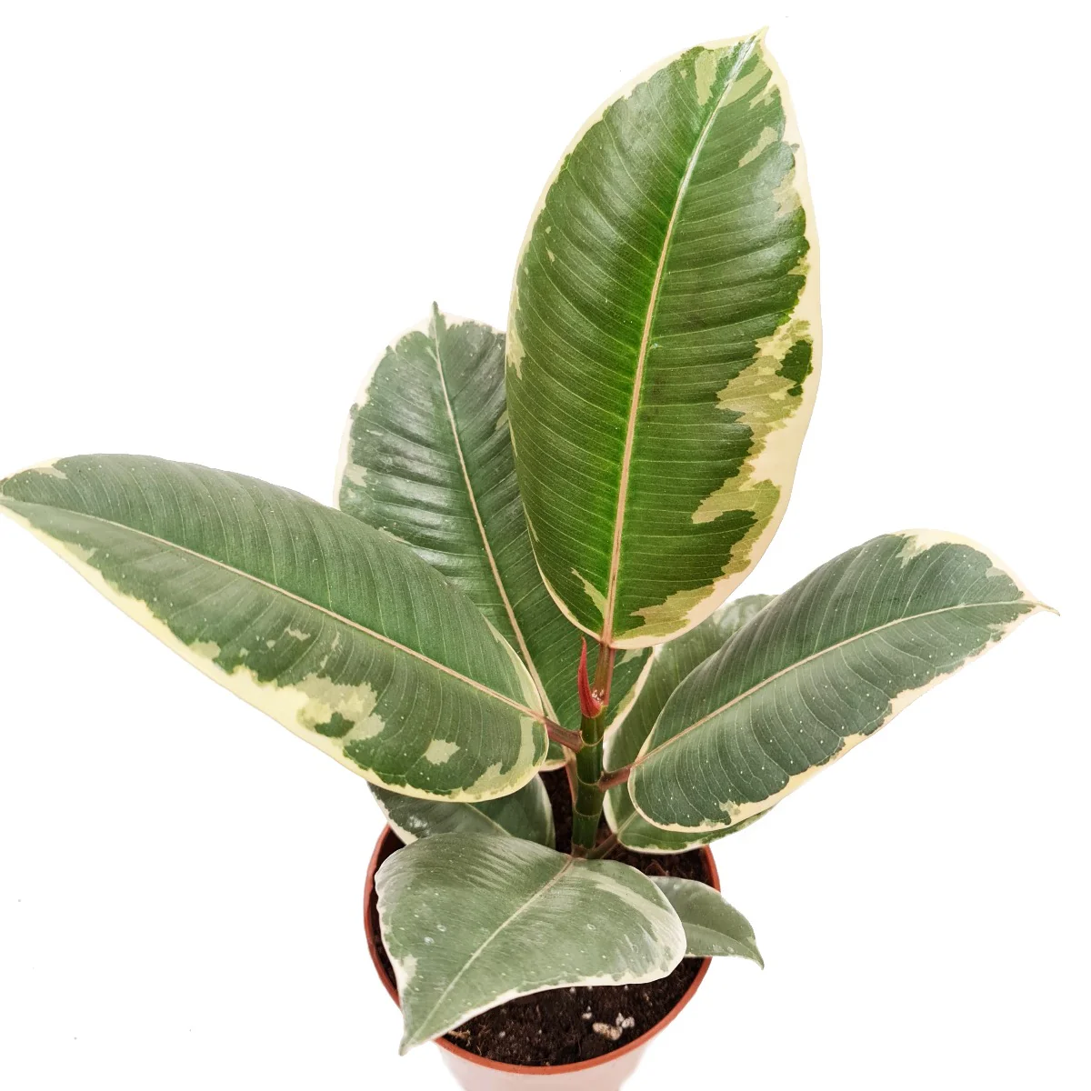 Rubber Tree | Tineke - Image 5