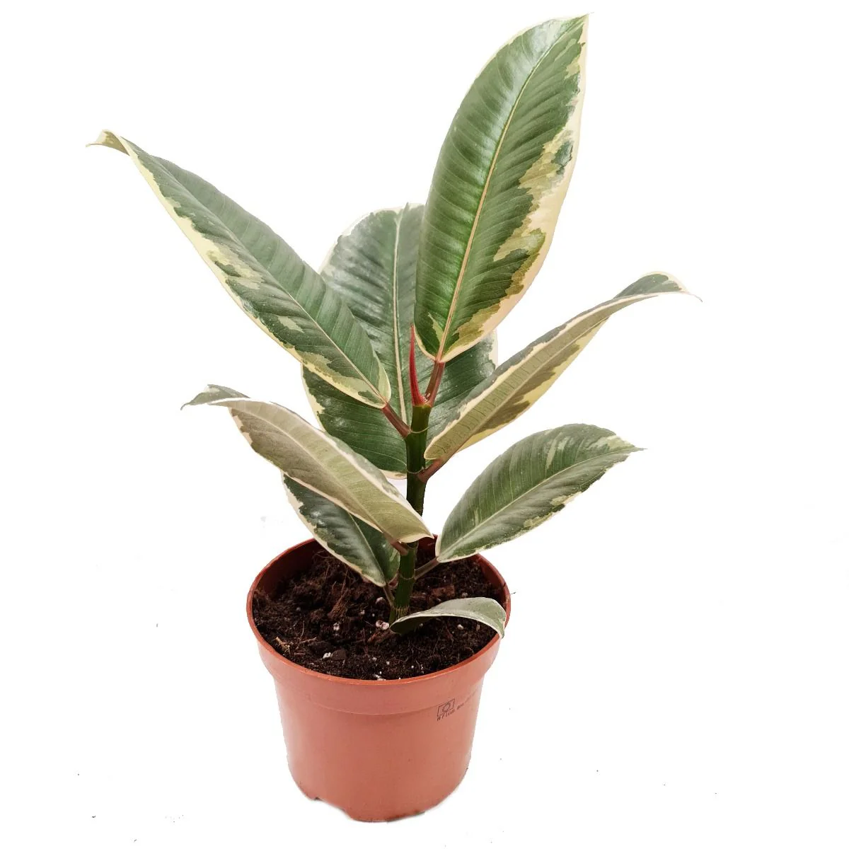 Rubber Tree | Tineke - Image 6
