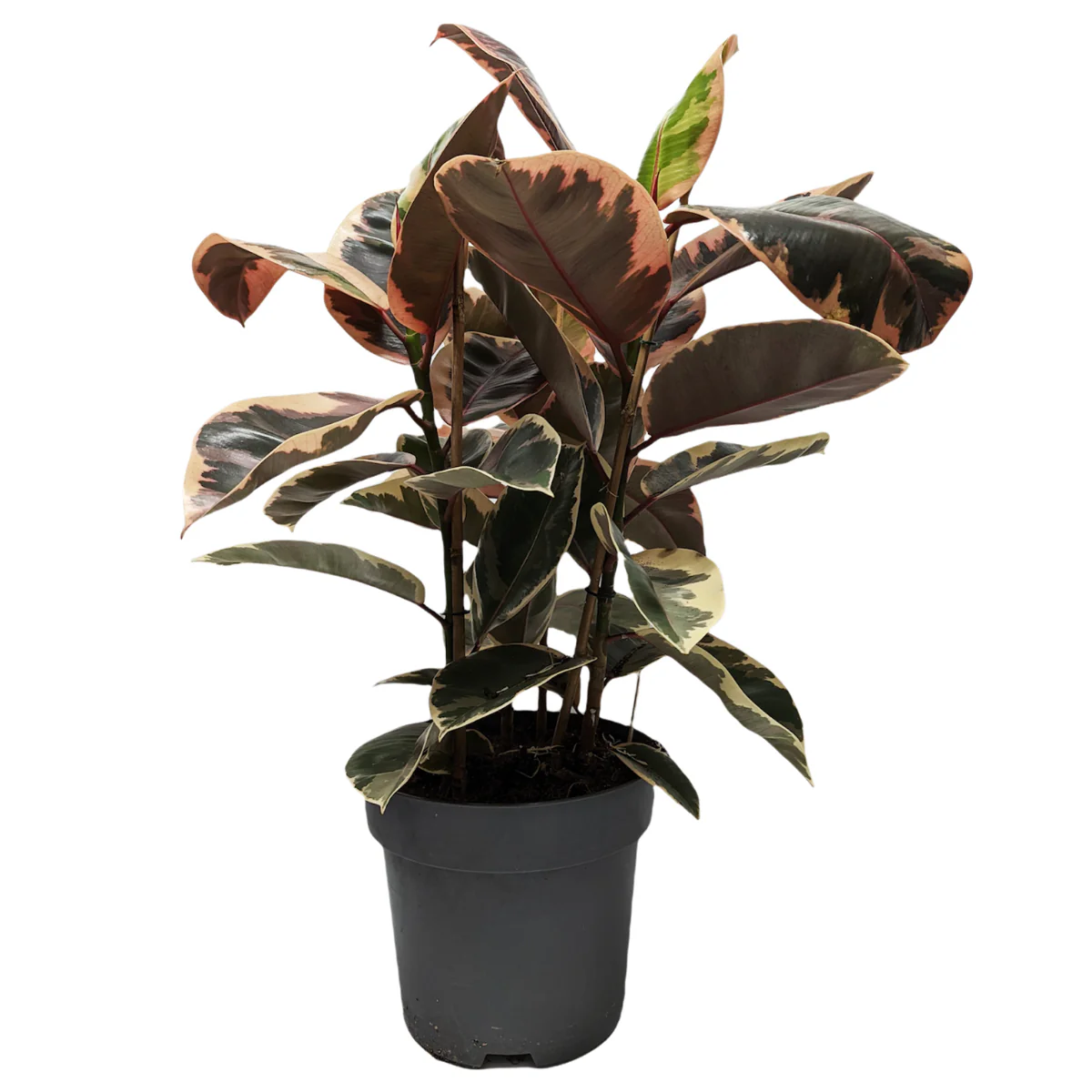 Rubber Tree | Tineke - Image 7
