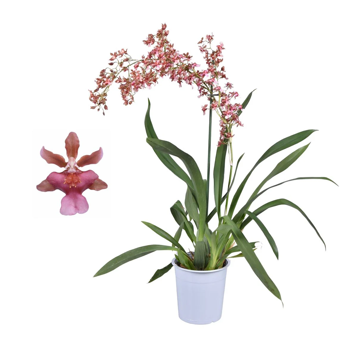 Scented Dancing Ladies Orchid | Rosy Sunset | Hard To Find - Image 2
