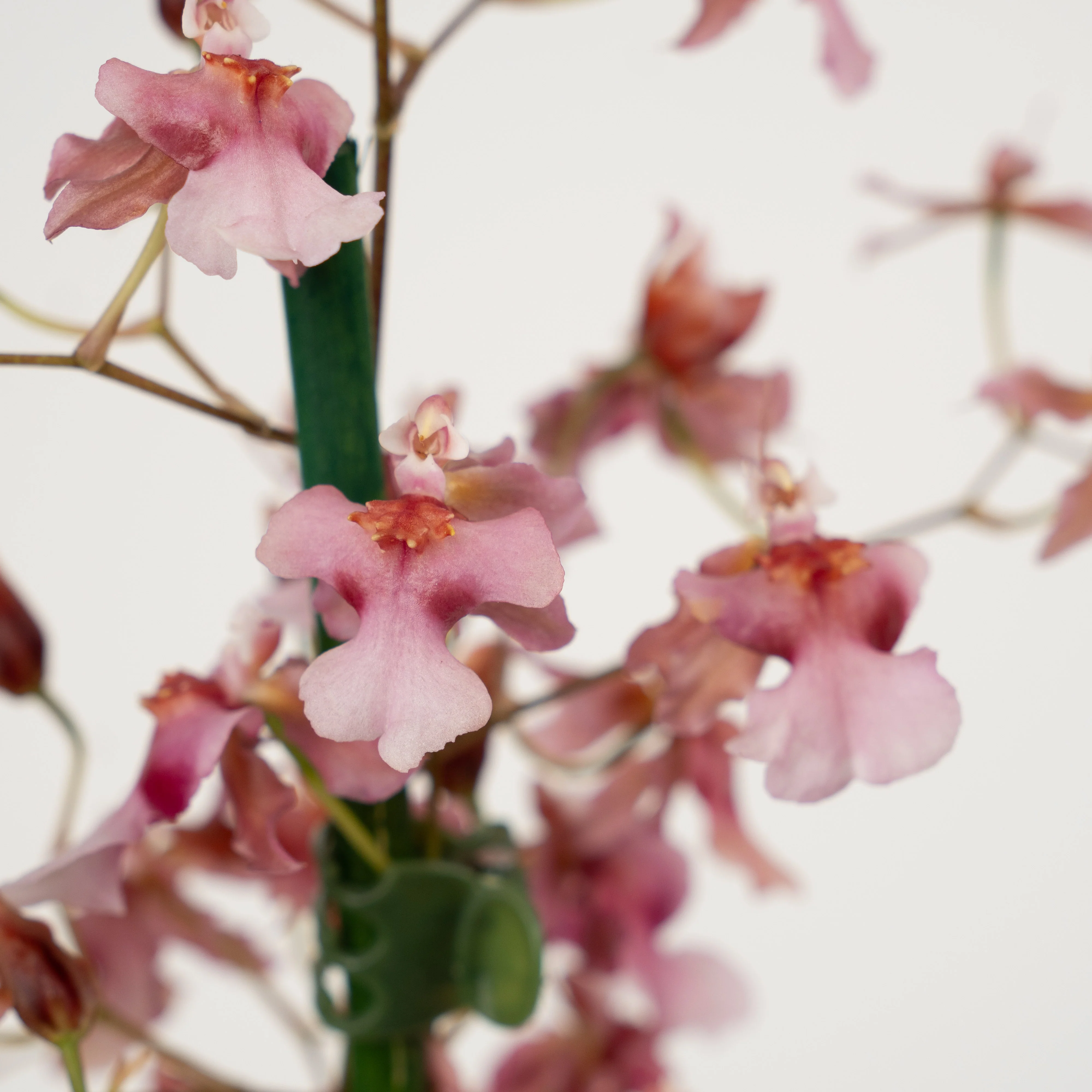 Scented Dancing Ladies Orchid | Rosy Sunset | Hard To Find - Image 7