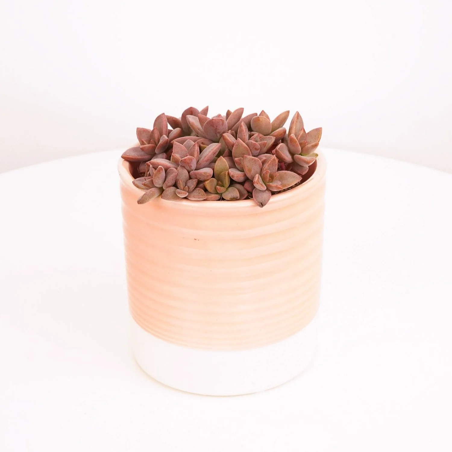 Sedum | Bordeaux