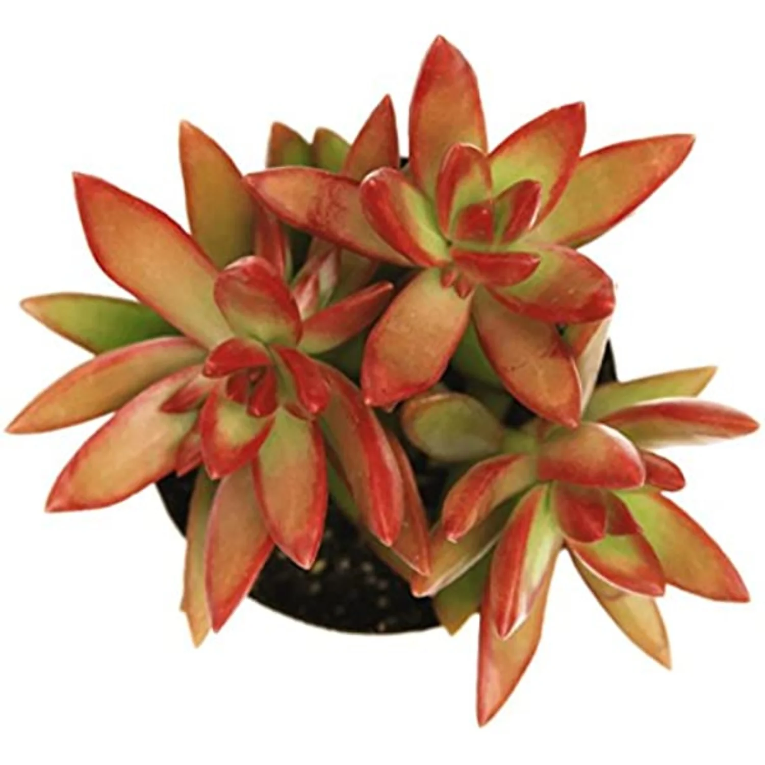 Sedum | Firestorm - Image 2