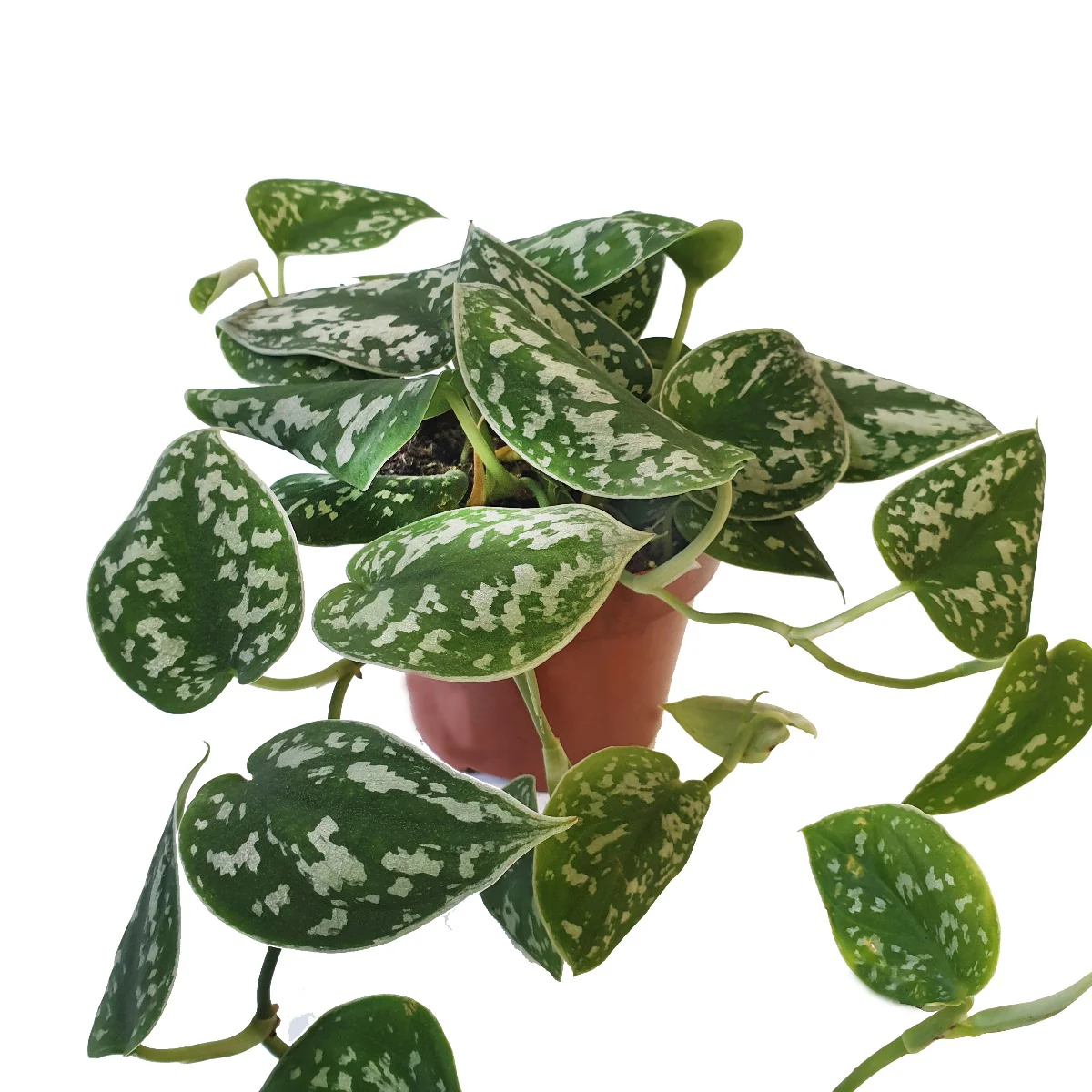Satin Pothos - Image 2