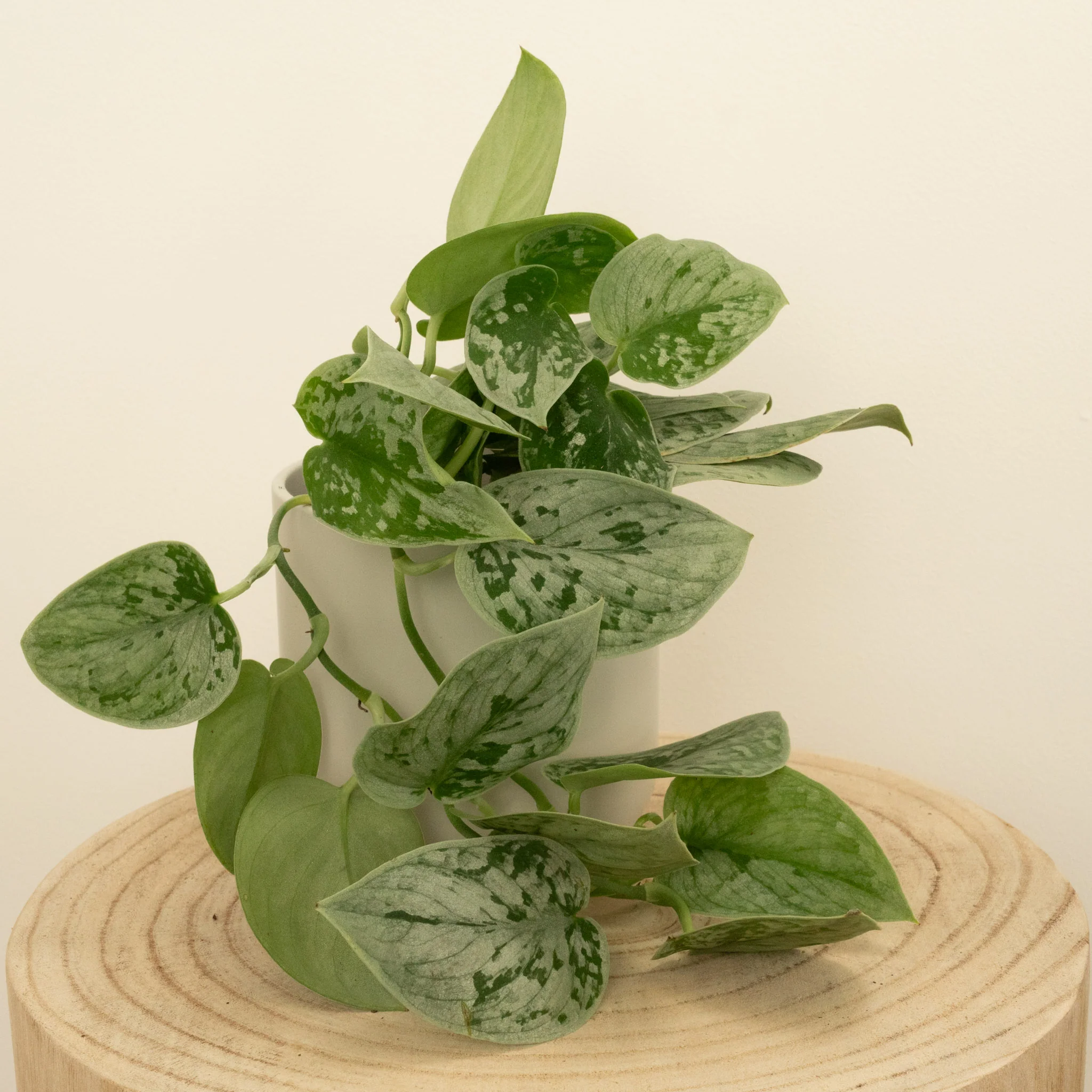 Silver Satin Pothos | Silvery Ann - Image 3