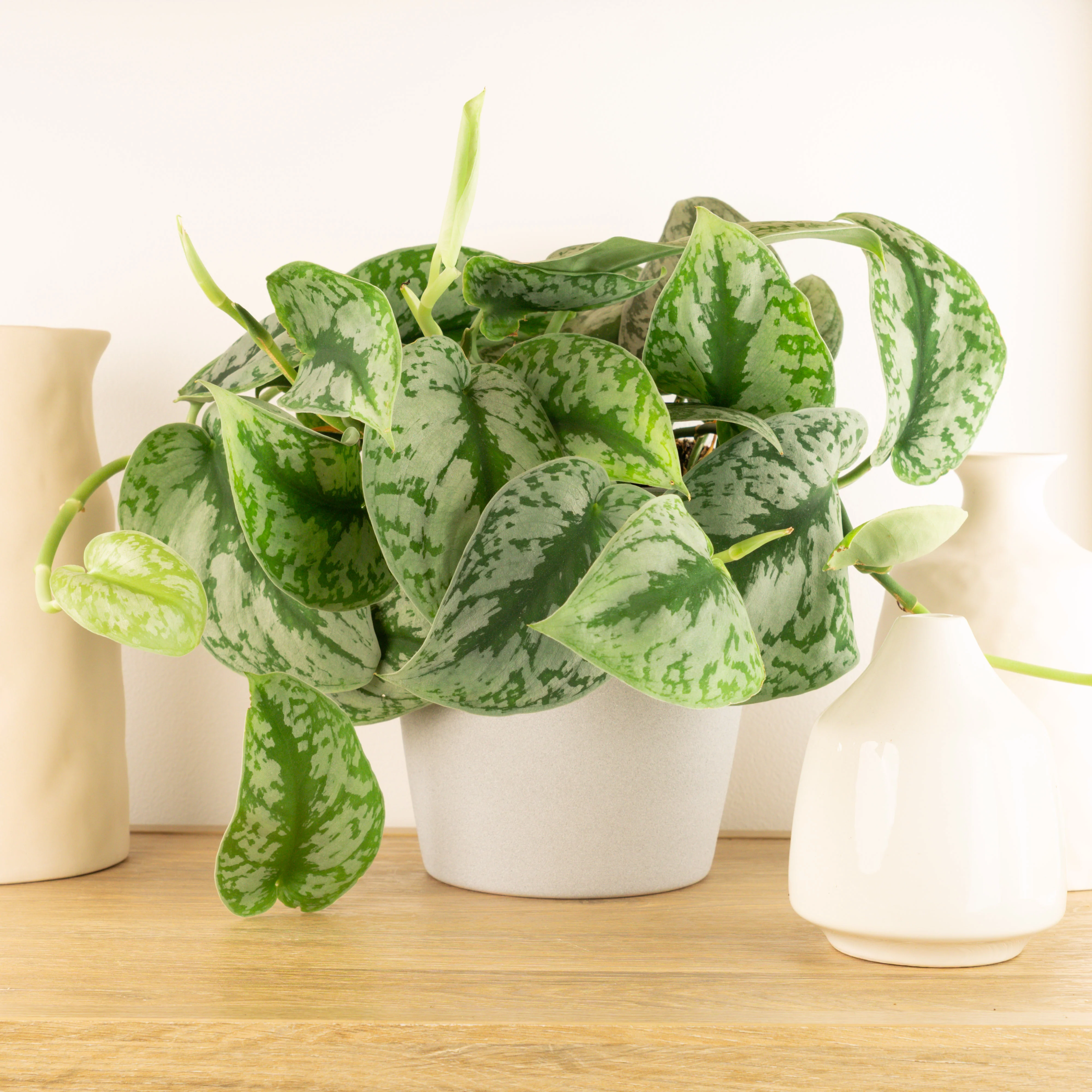 Satin Silver Pothos | Trebie - Image 2