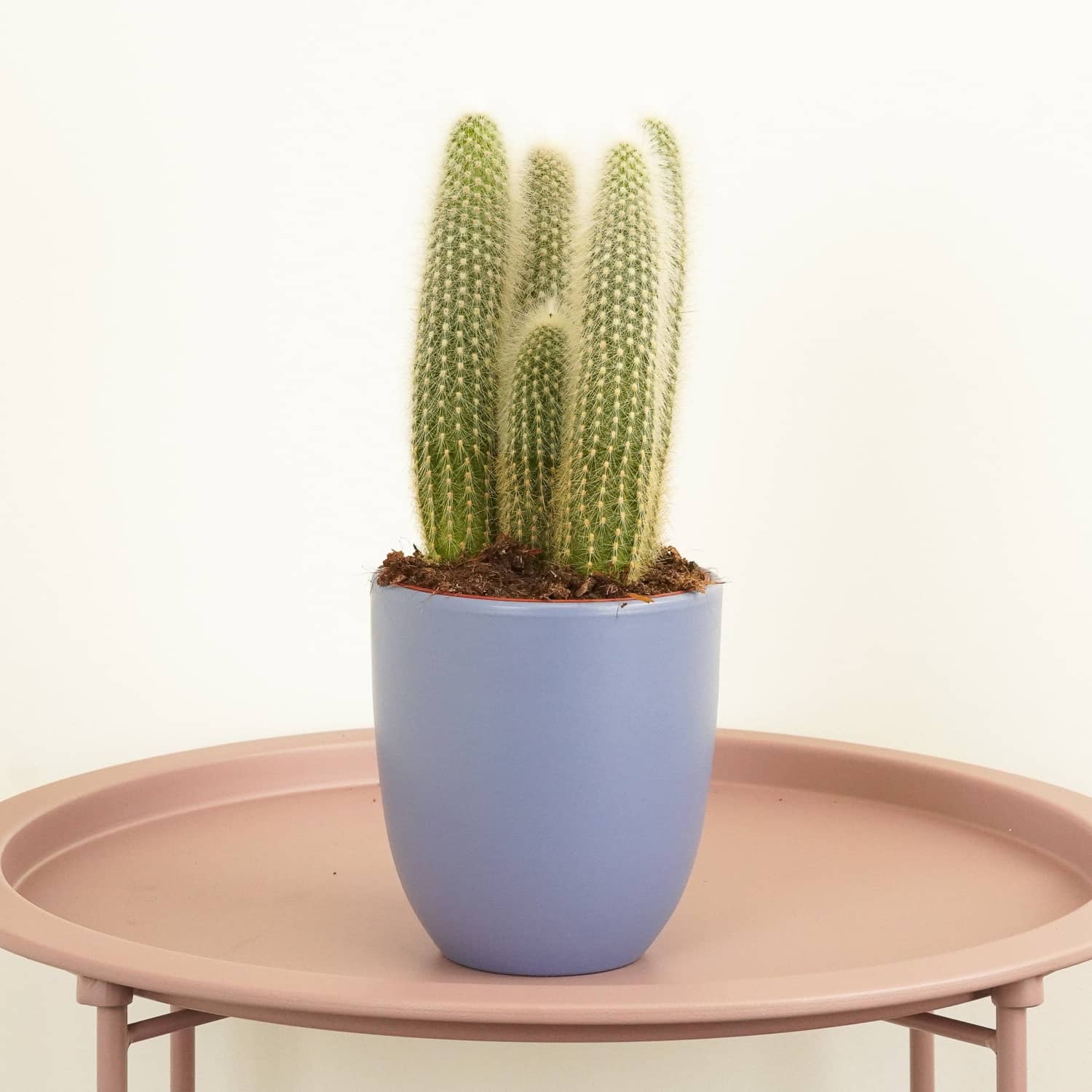 Silver Torch Cactus - Image 3
