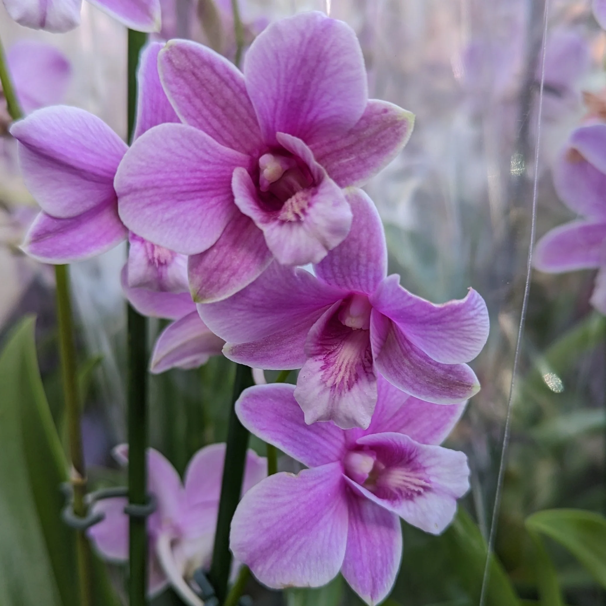 Singapore Orchid | Various Colours - Image 8