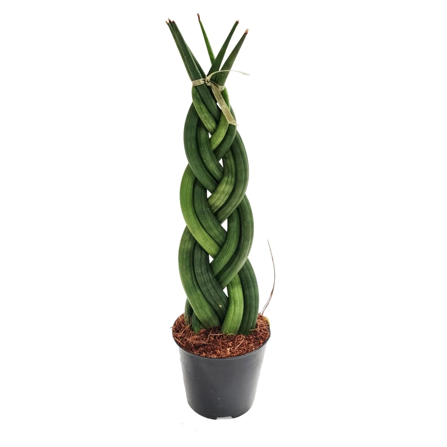 Snake Plant | Braided - Image 3