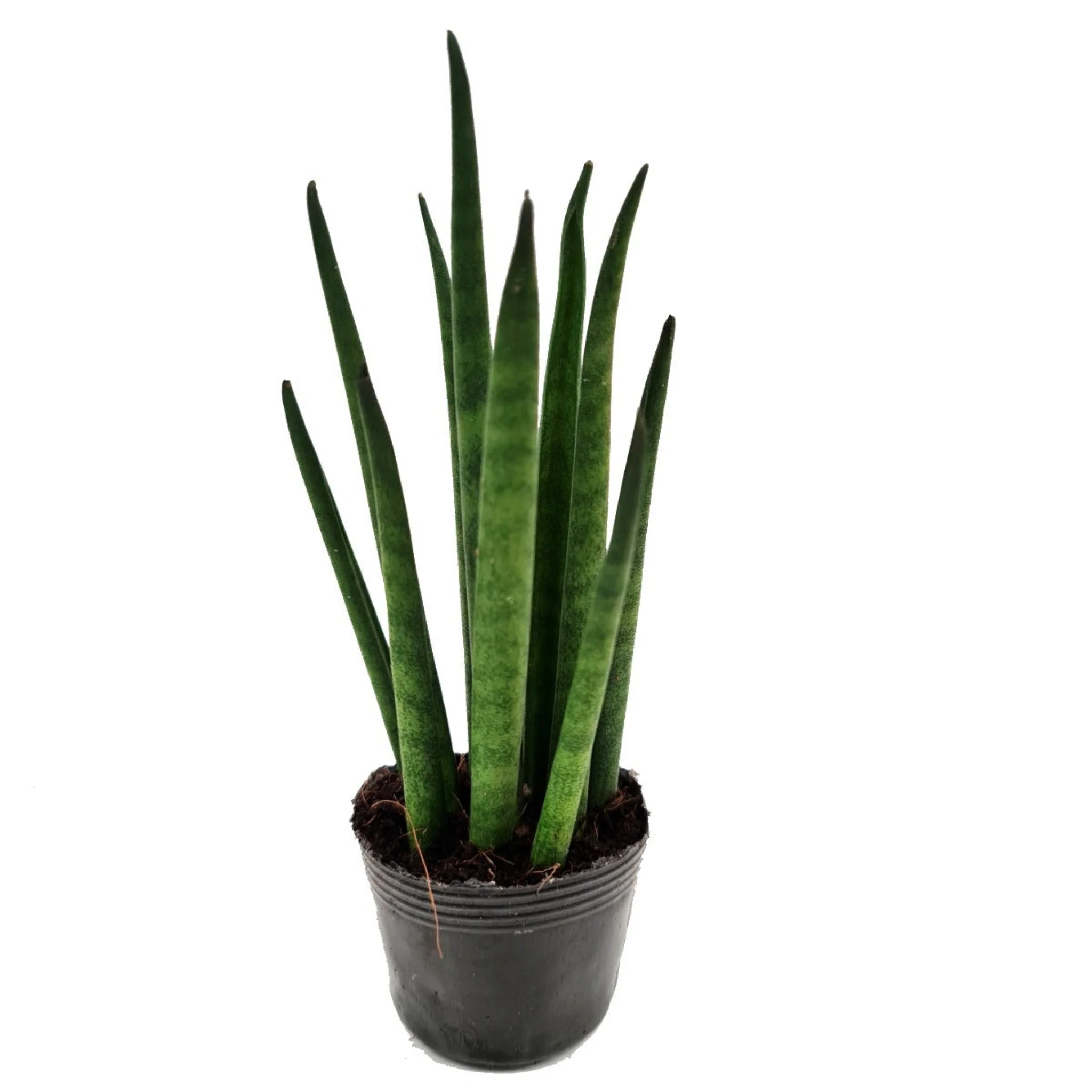 Snake Plant | Cylindrica - Image 7