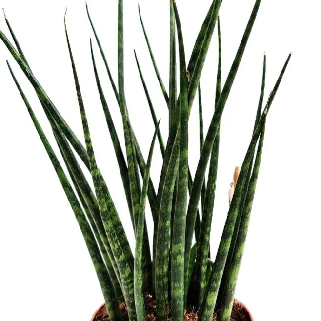 Snake Plant | Fernwood Mikado - Image 2