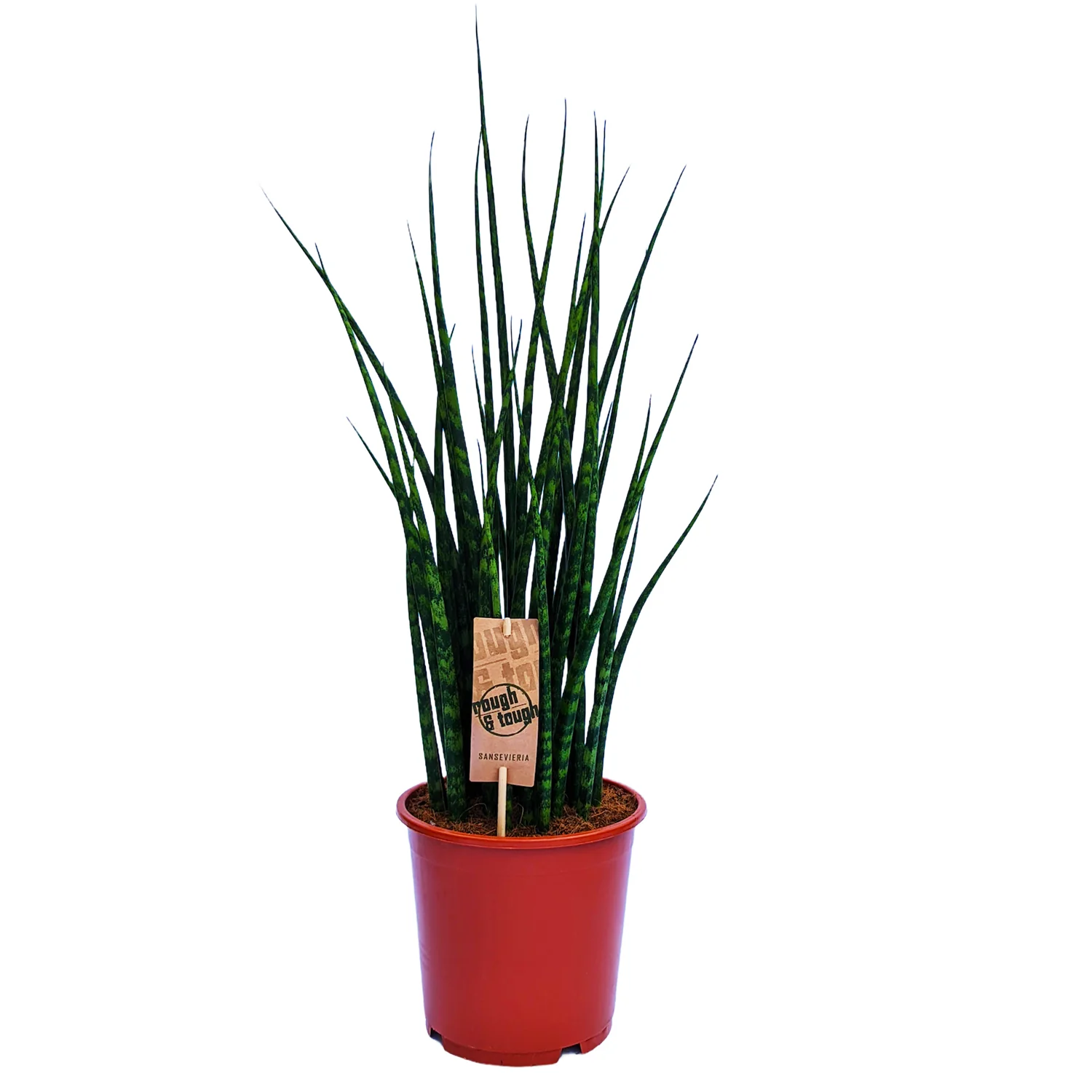Snake Plant | Fernwood Mikado - Image 3