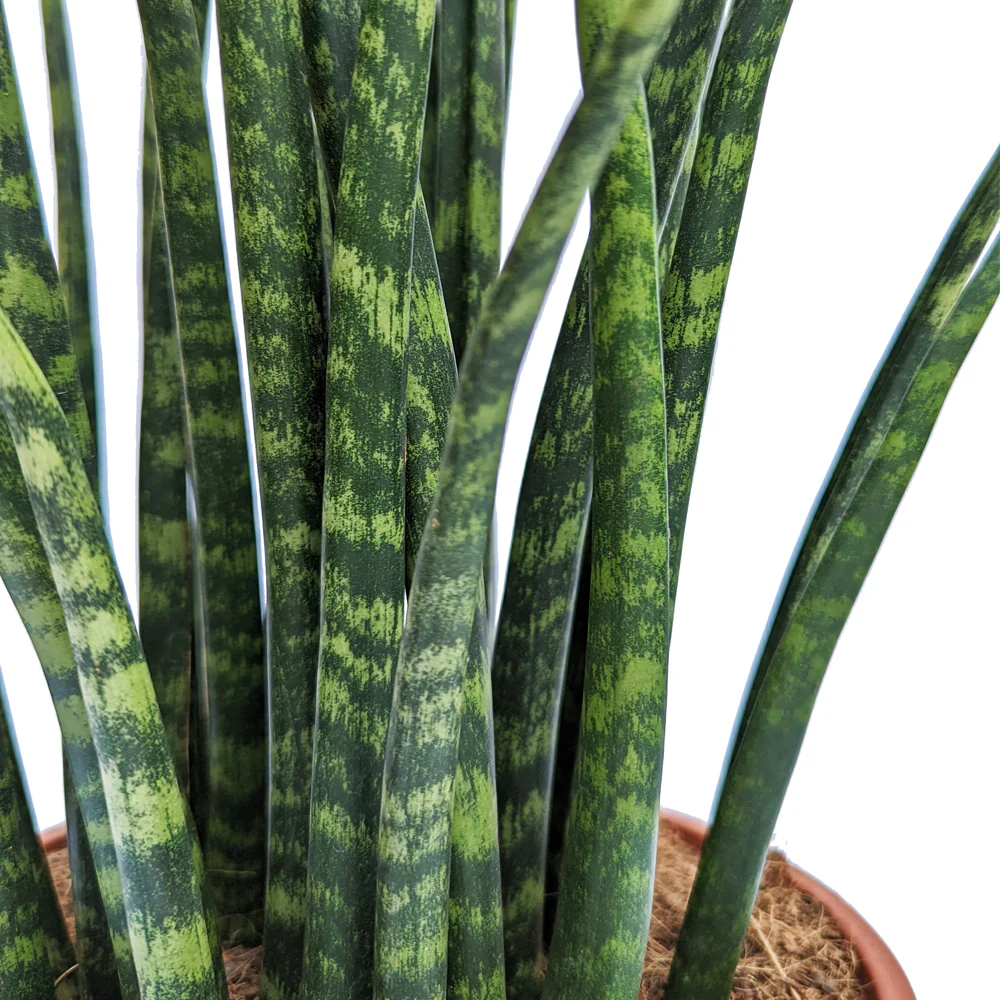 Snake Plant | Fernwood Mikado - Image 4