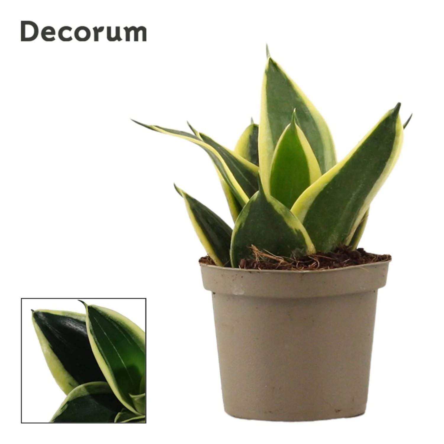 Snake Plant | Jade Pagoda - Image 2