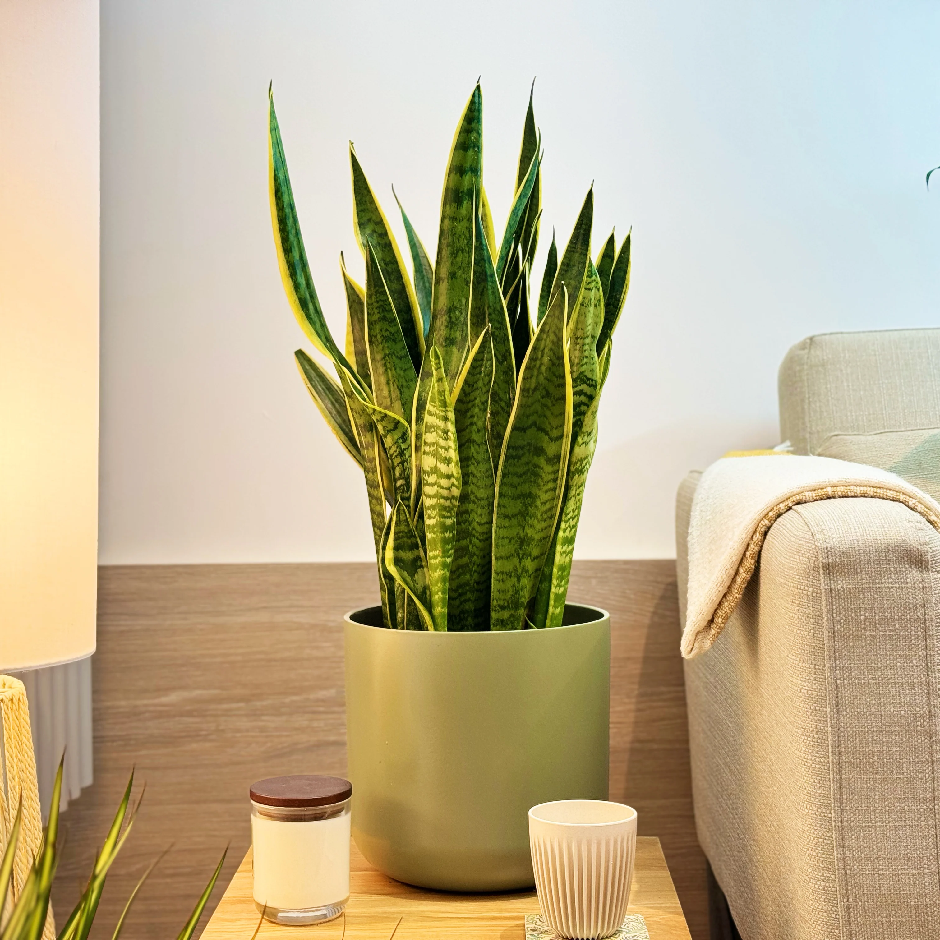 Snake Plant | Laurentii - Image 3