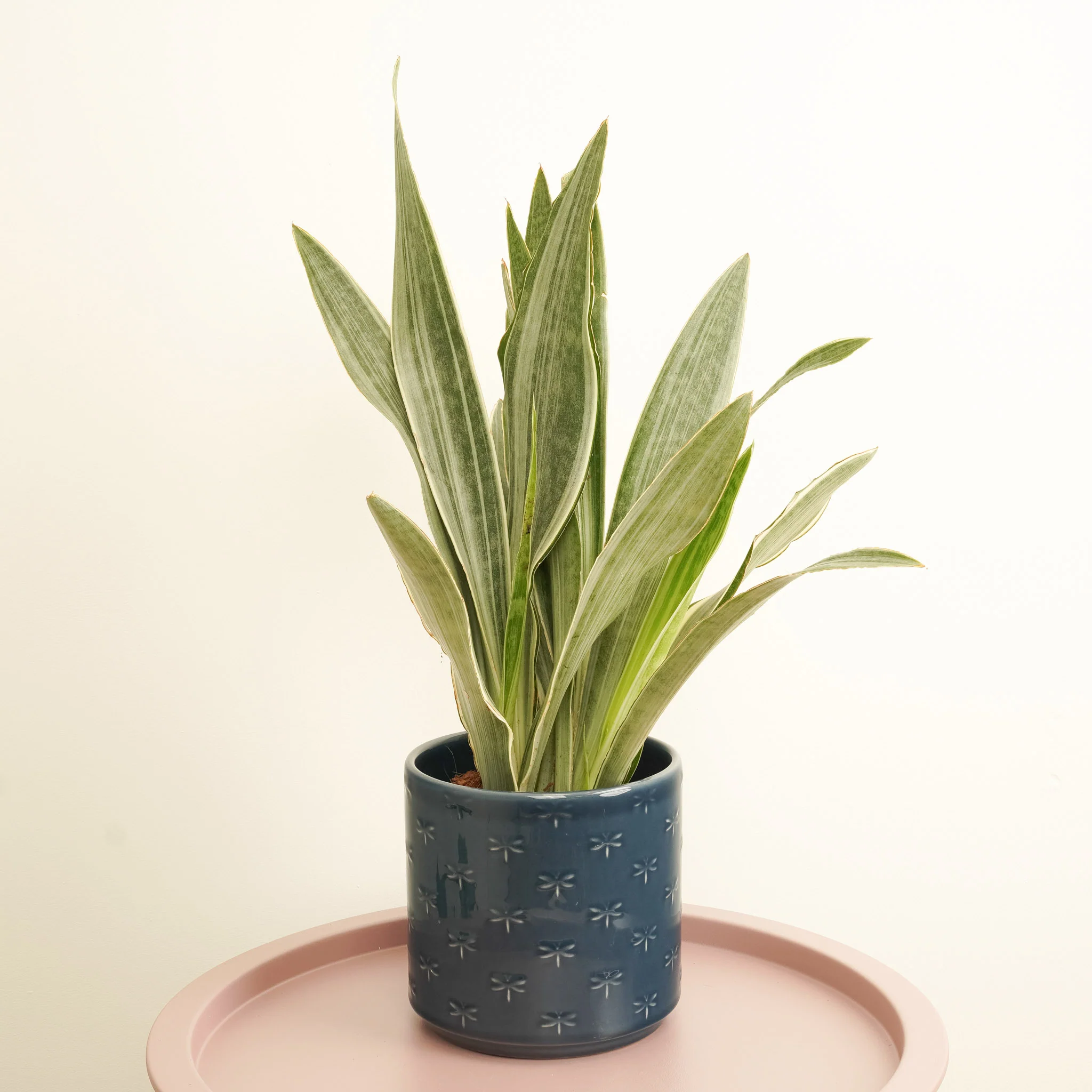 Snake Plant | Metallica | Rare Find - Image 2