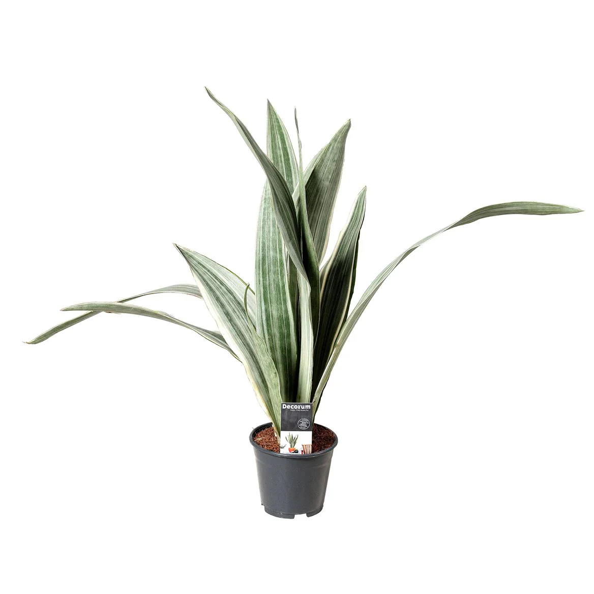 Snake Plant | Metallica | Rare Find - Image 3